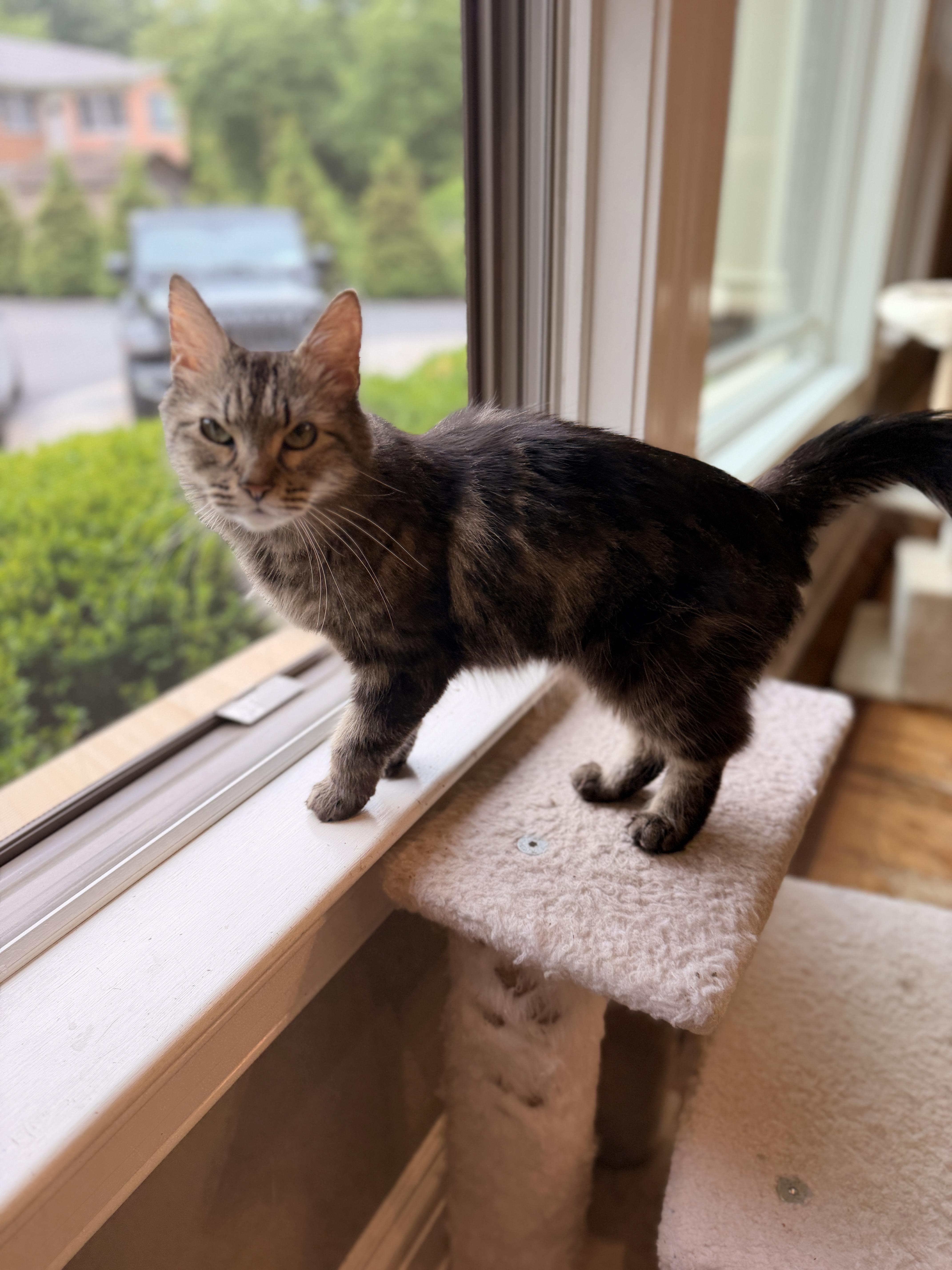 Missy, a ADOPTABLE Domestic Long Hair in Thornwood, NY image 6/6