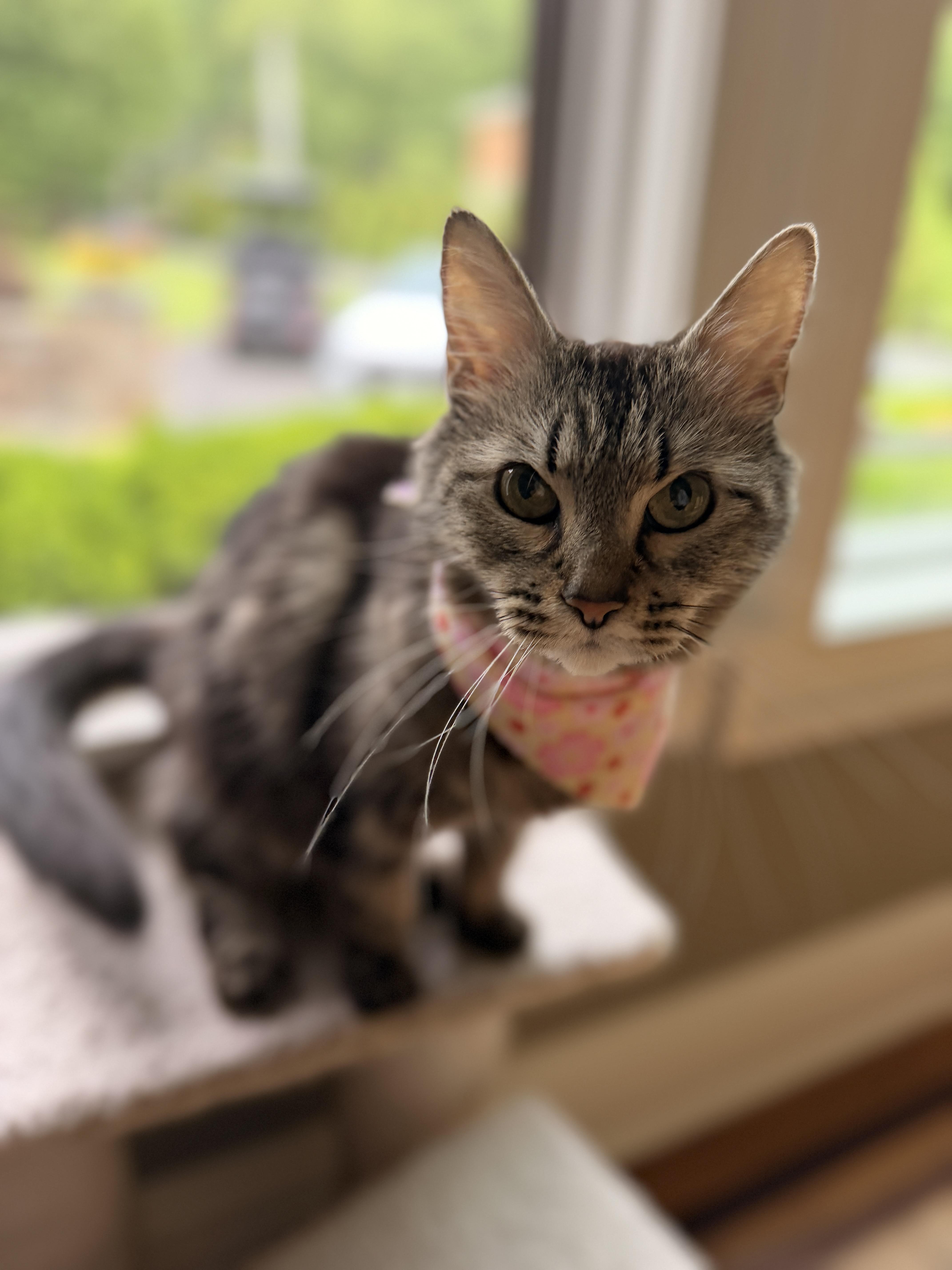 Missy, a ADOPTABLE Domestic Long Hair in Thornwood, NY image 2/6