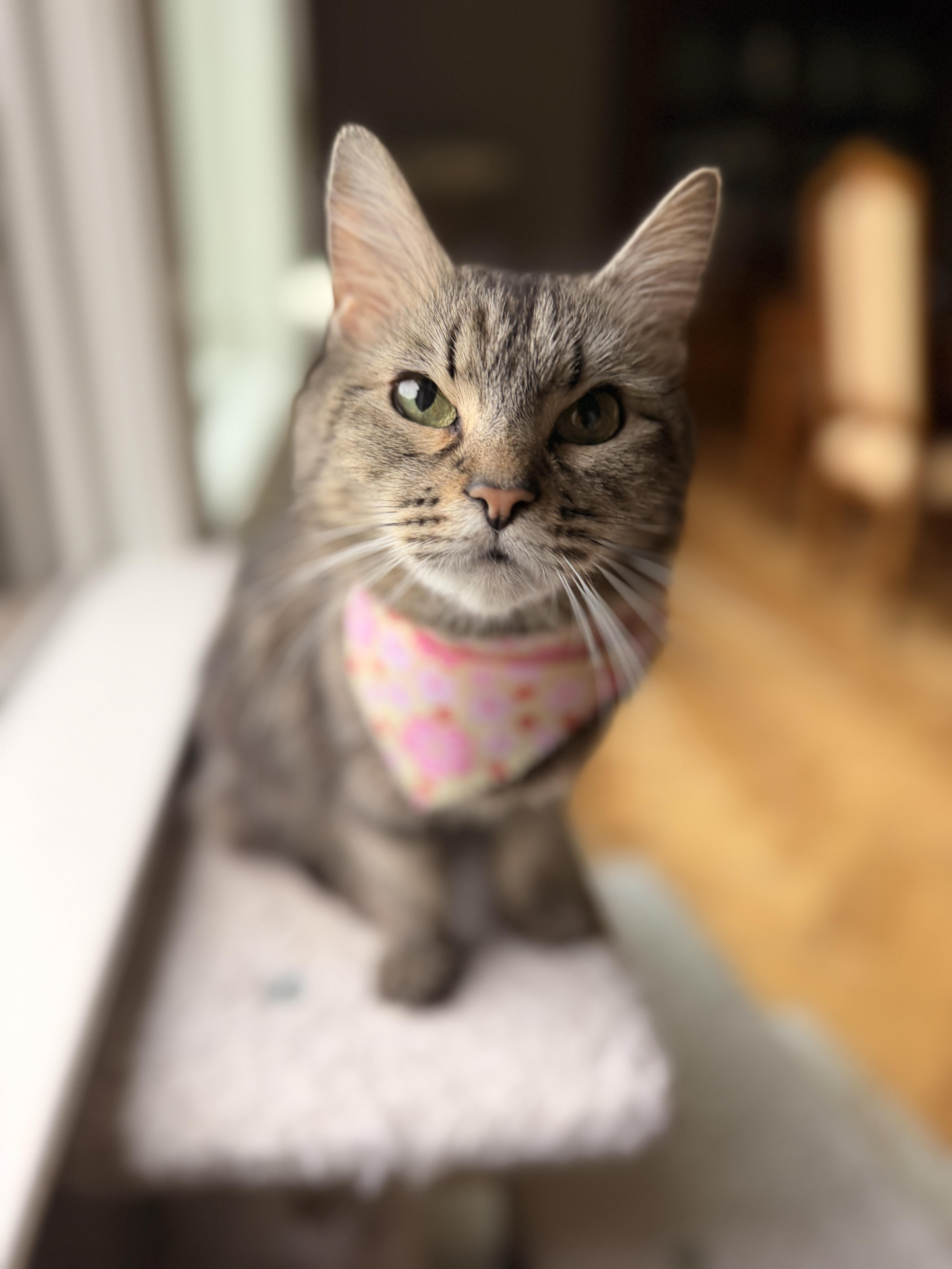 Missy, a ADOPTABLE Domestic Long Hair in Thornwood, NY image 4/6