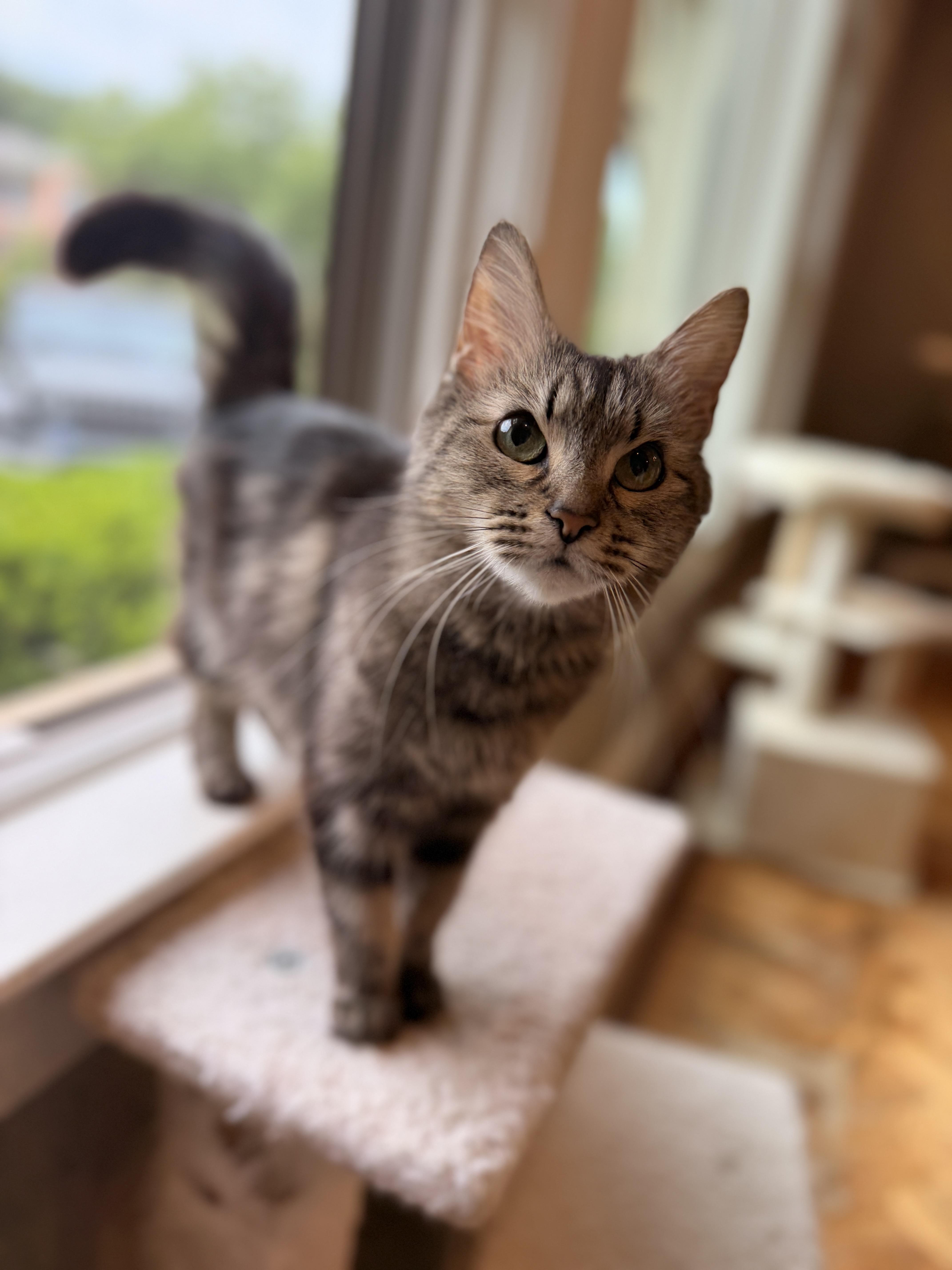 Missy, a ADOPTABLE Domestic Long Hair in Thornwood, NY image 3/6
