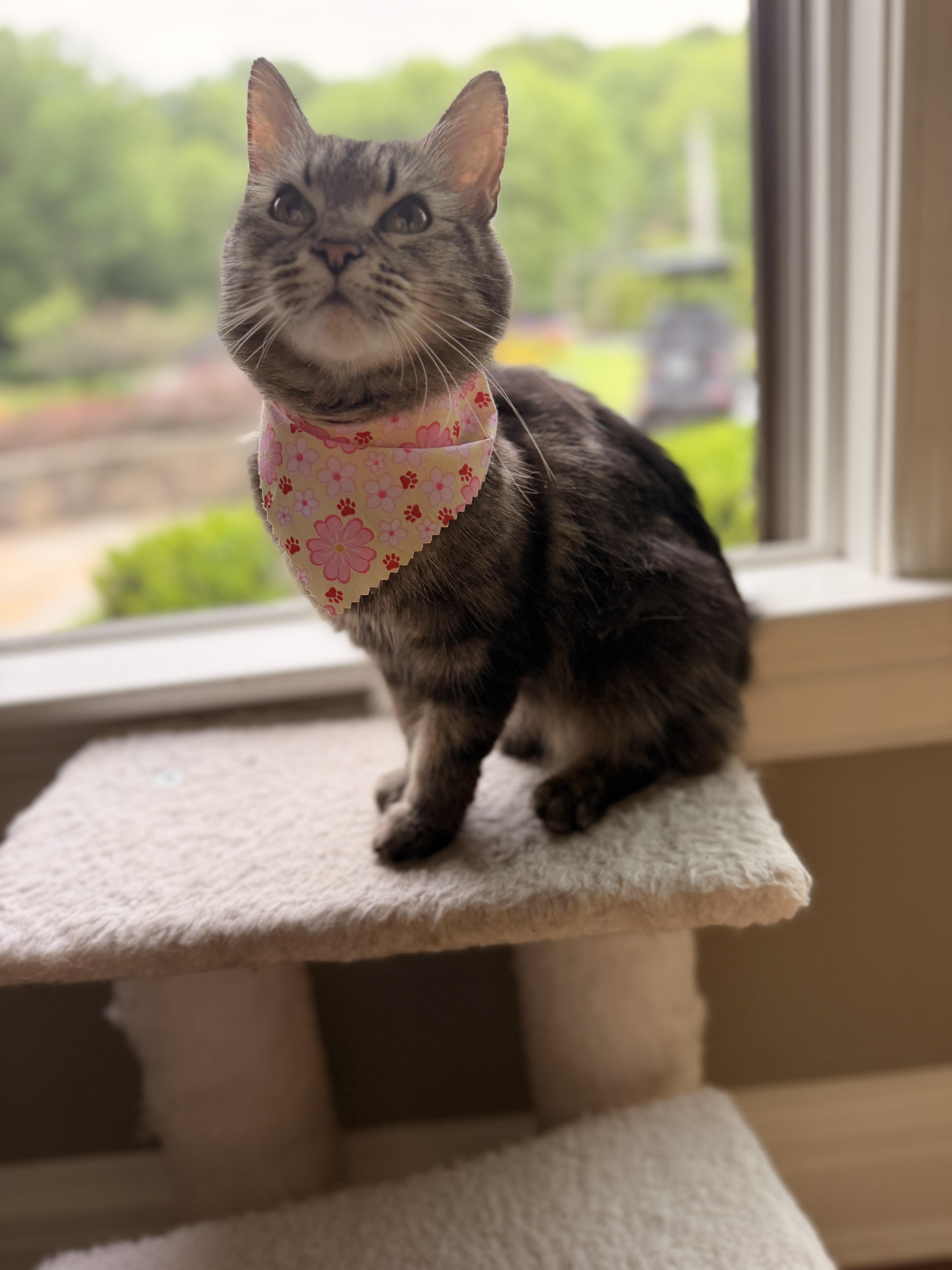 Missy, a ADOPTABLE Domestic Long Hair in Thornwood, NY image 1/6