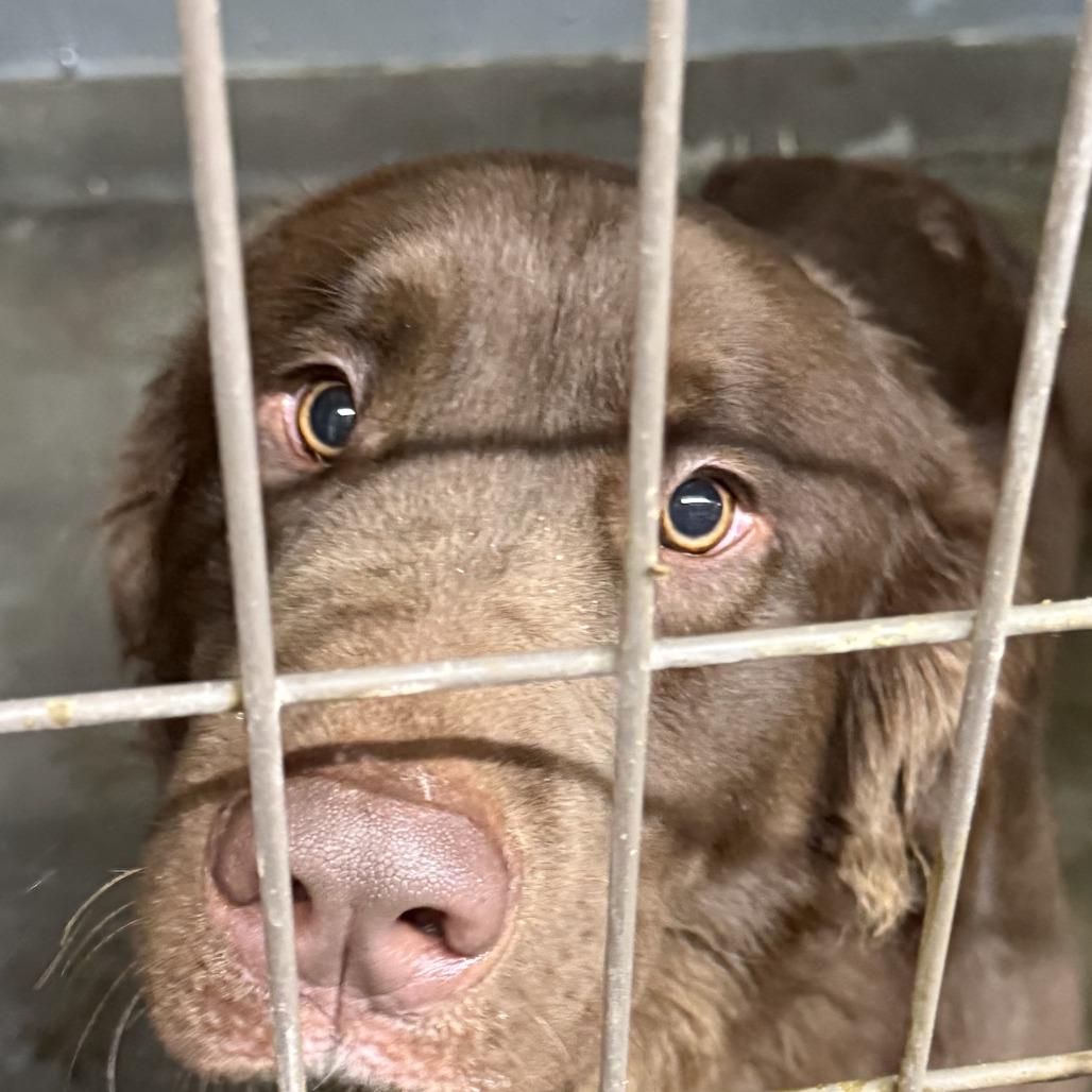 Chuck Wuda, Adoptable, Adult Male Chocolate Labrador Retriever.