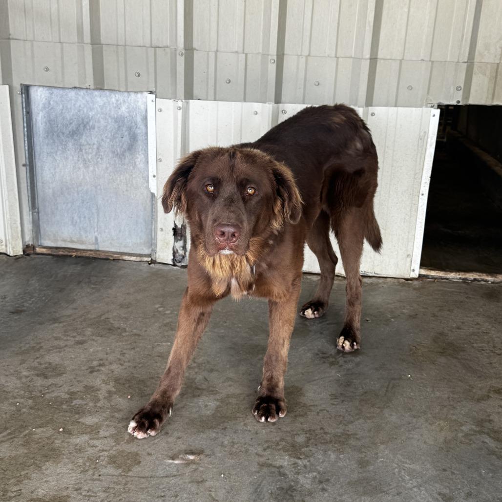 Enlarge Chuck Wuda, a Adoptable Chocolate Labrador Retriever in Carlin, NV image 2/2