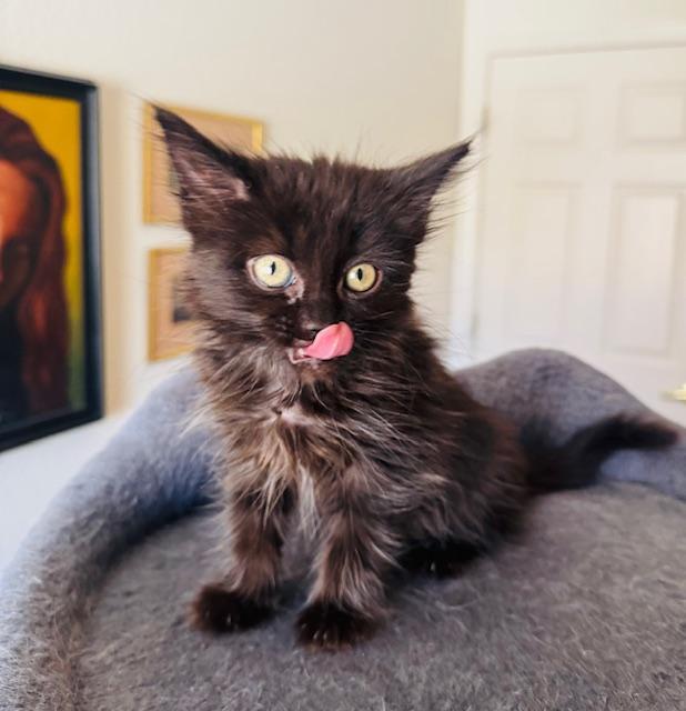 Meeko