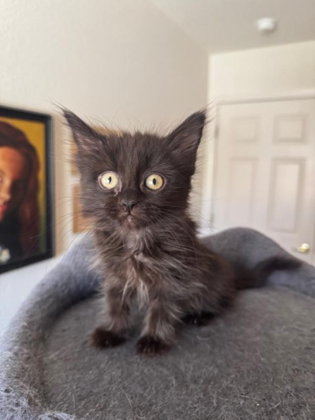 Meeko