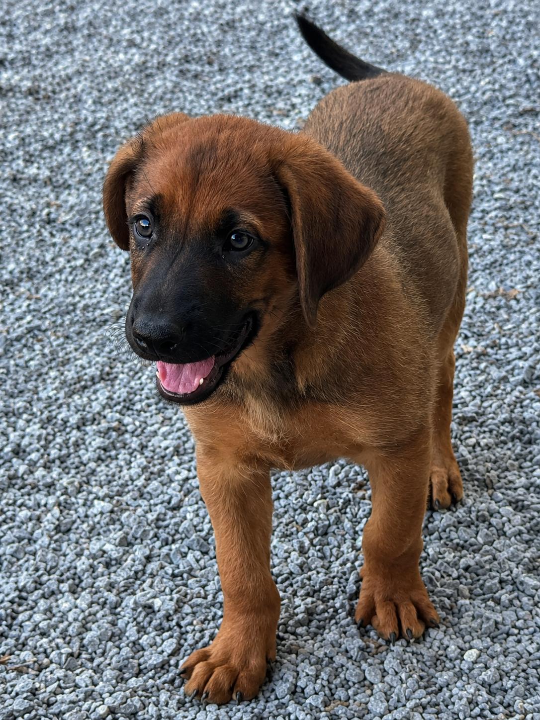 Clark, Adoptable, Puppy Male German Shepherd Dog.