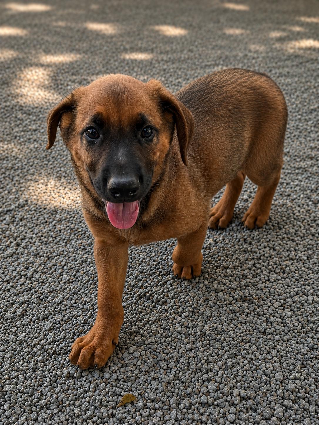 Clark, a Adoptable mixed breed in Chesterfield, MO image 2/4