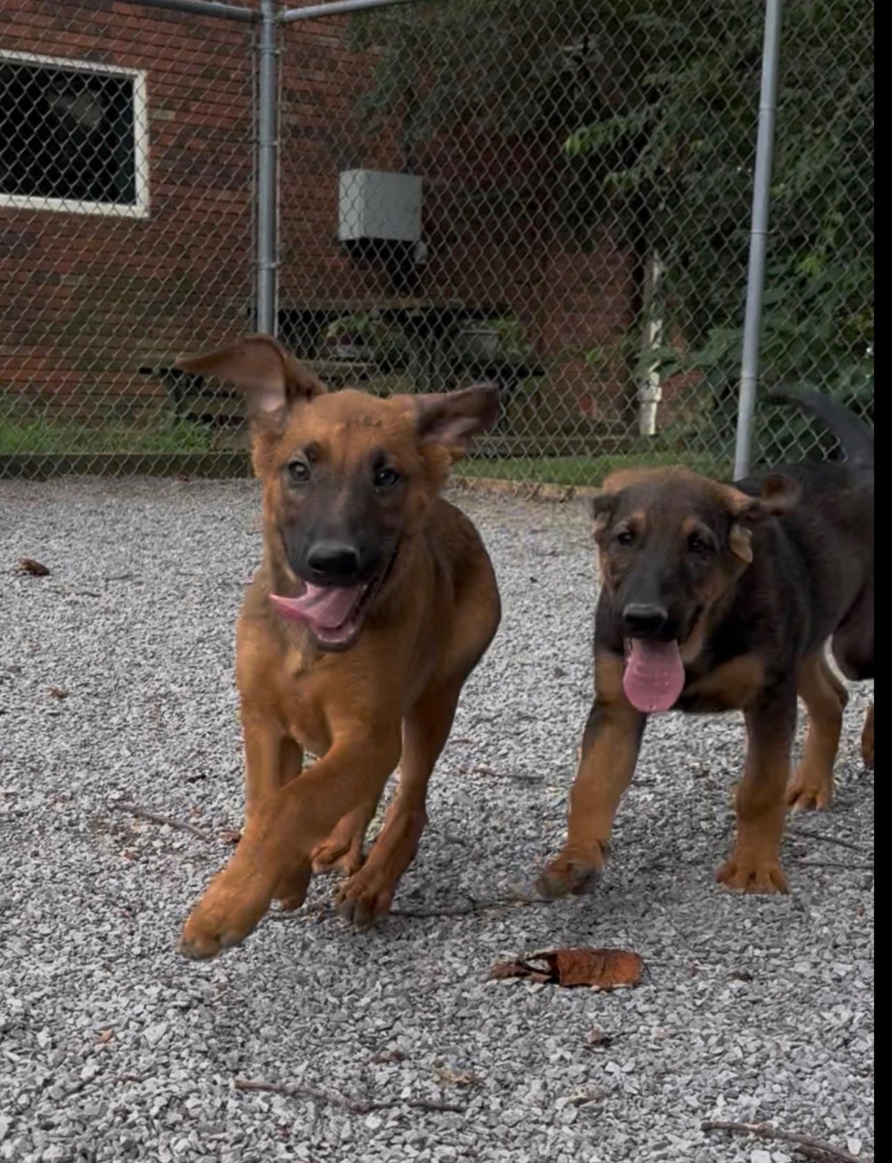 Enlarge Clark, a Adoptable mixed breed in Chesterfield, MO image 3/6