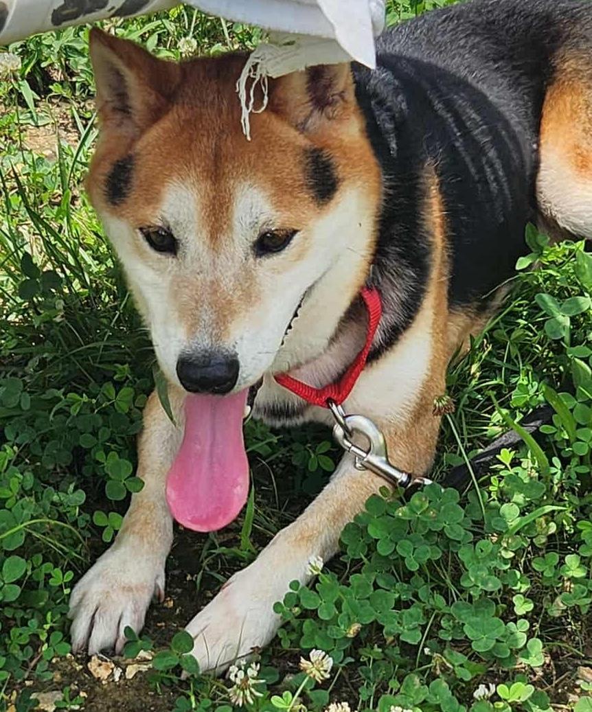 Max