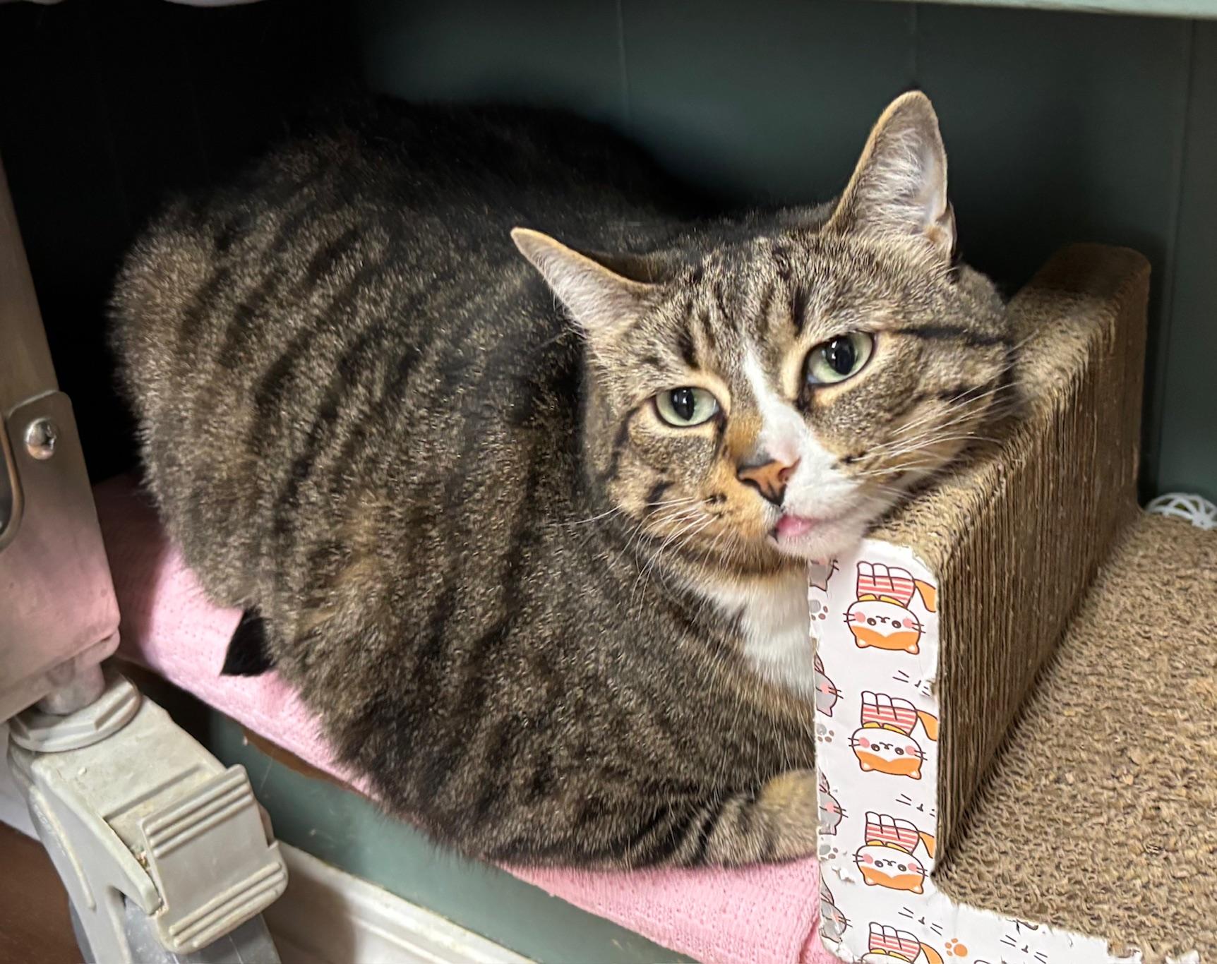 Enlarge Stella, a Adoptable Tabby in Raymond, WA image 1/1