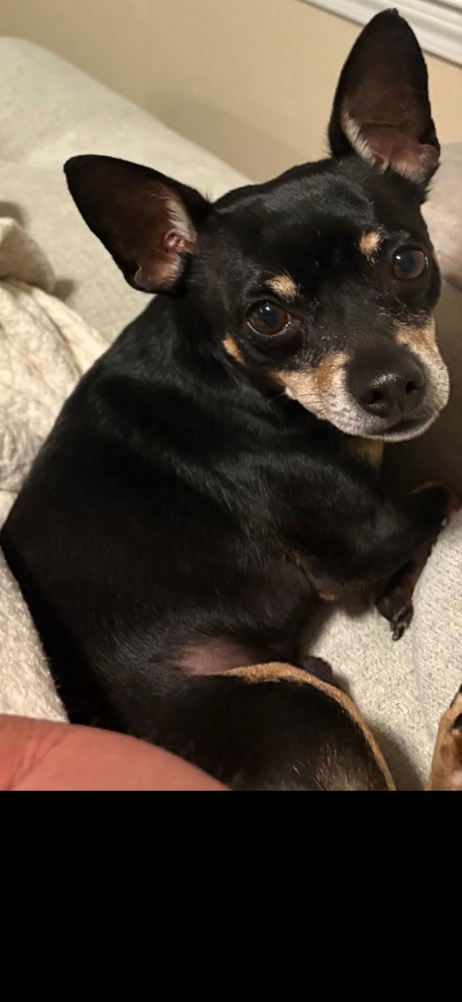Mister, Adoptable, Adult Male Chihuahua.