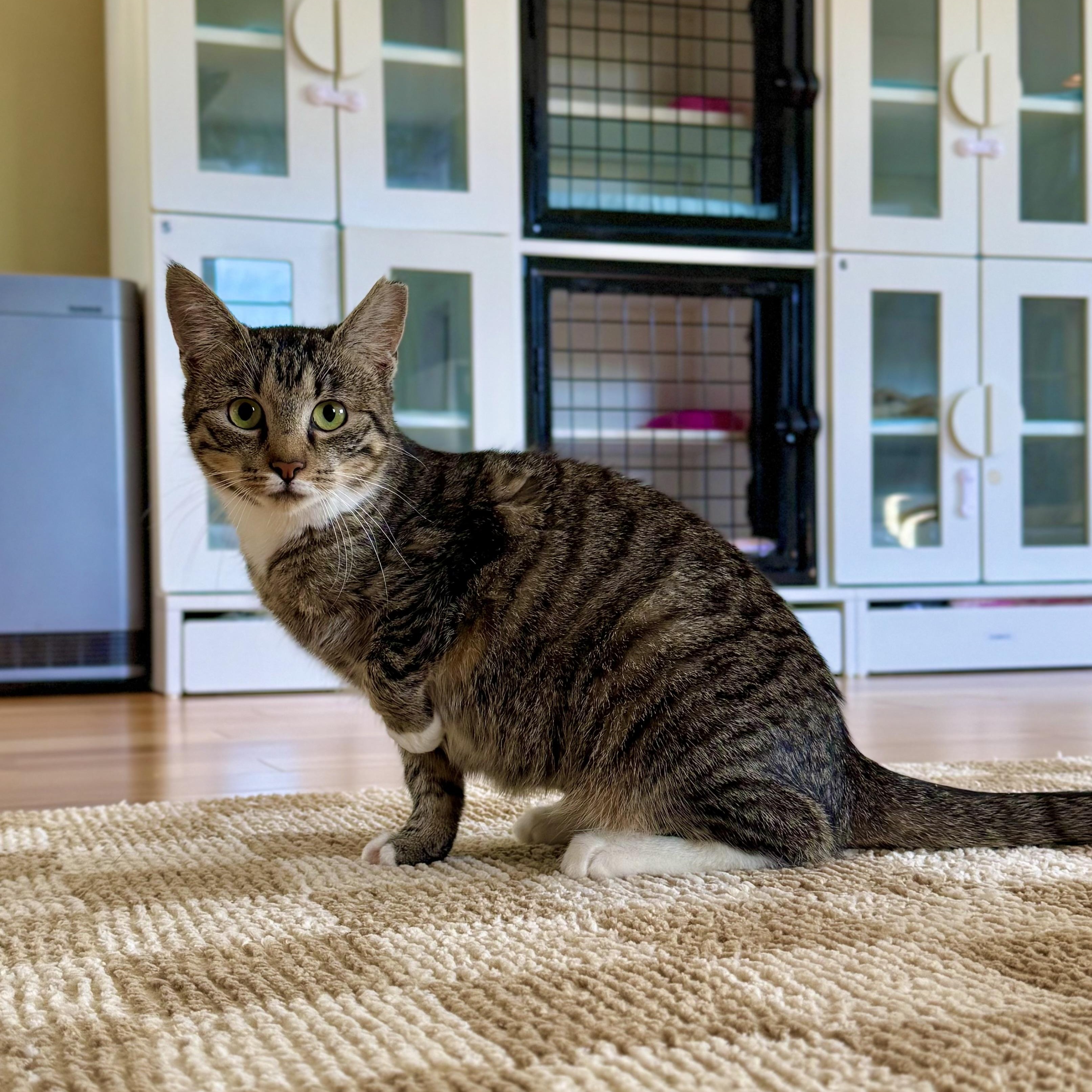 Enlarge Opal, a Adoptable Domestic Short Hair in Ramsey, NJ image 1/6