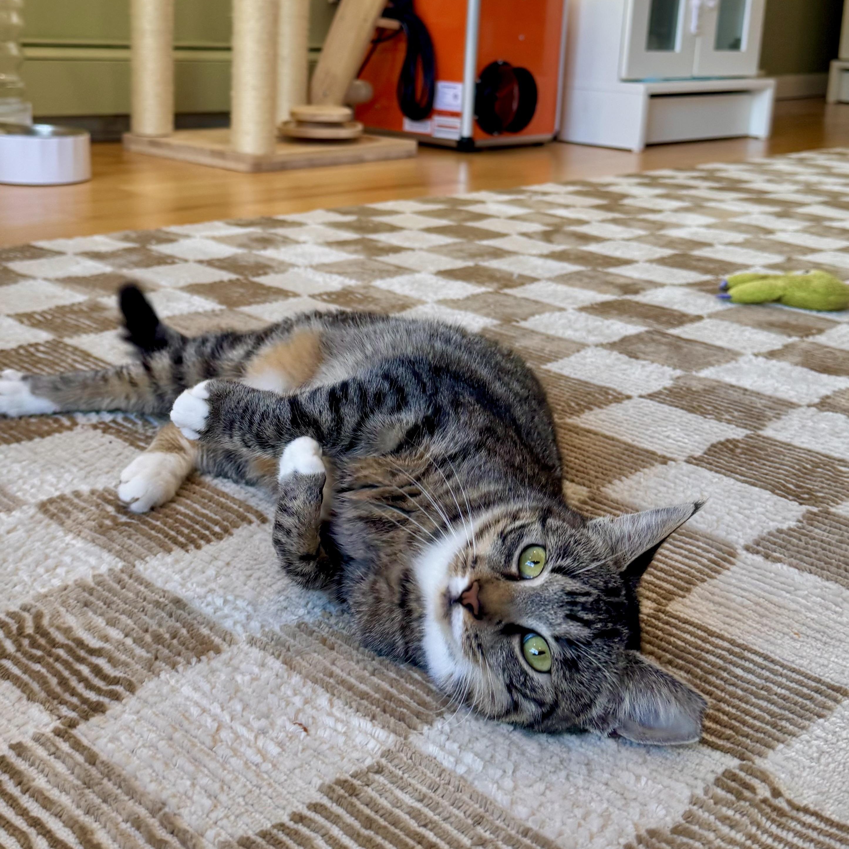 Enlarge Opal, a Adoptable Domestic Short Hair in Ramsey, NJ image 4/6