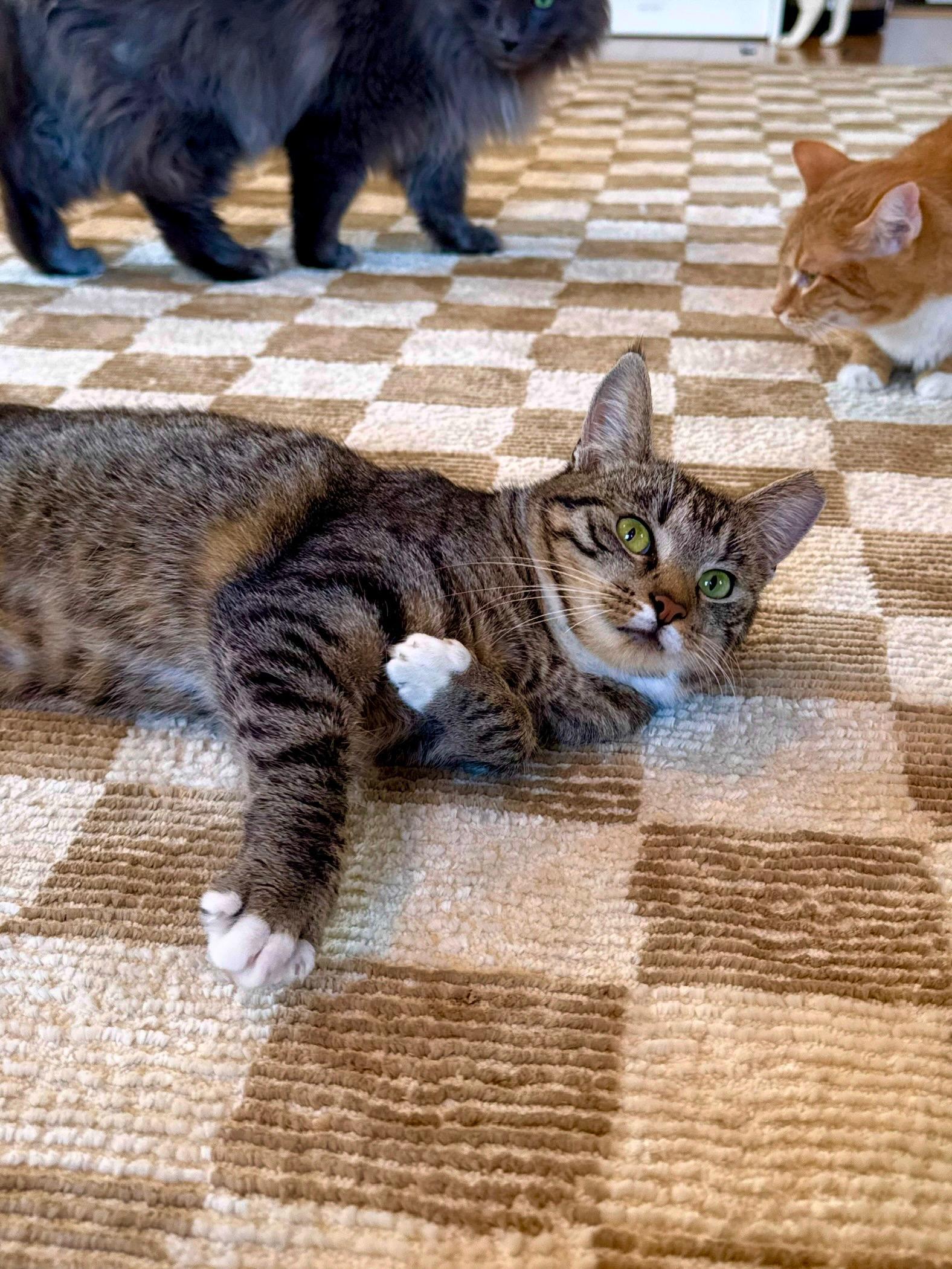 Enlarge Opal, a Adoptable Domestic Short Hair in Ramsey, NJ image 2/6