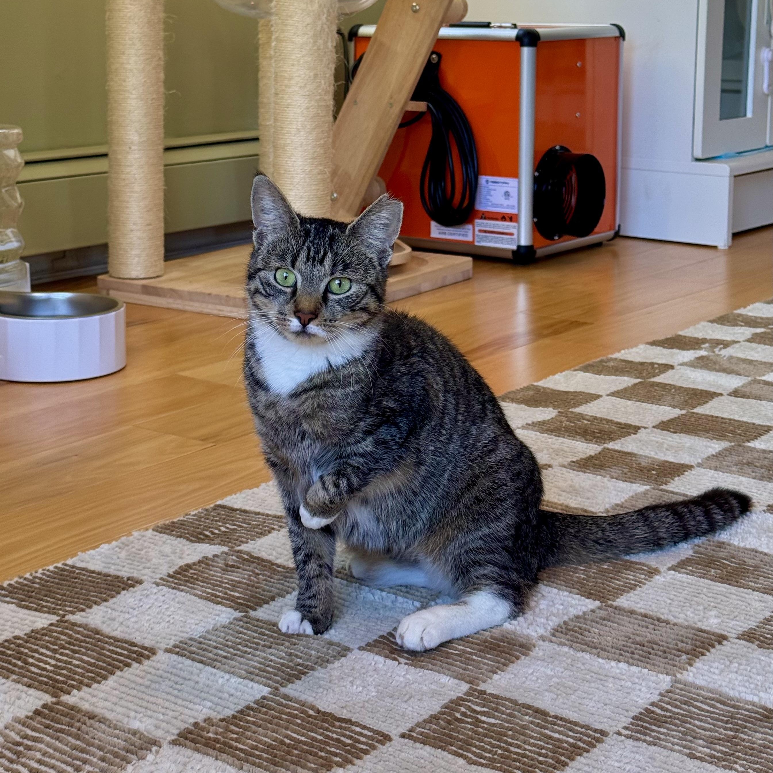 Enlarge Opal, a Adoptable Domestic Short Hair in Ramsey, NJ image 6/6