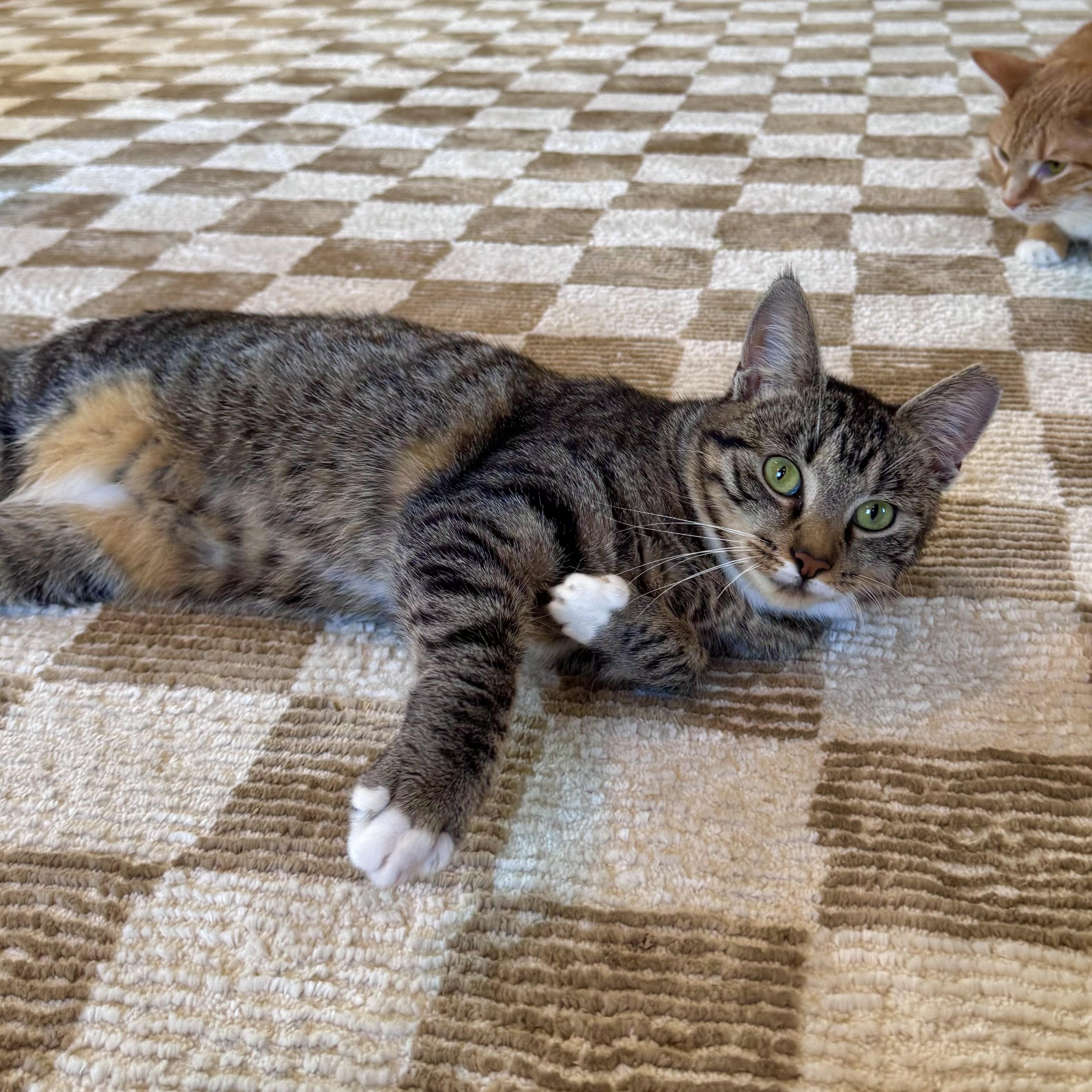 Enlarge Opal, a Adoptable Domestic Short Hair in Ramsey, NJ image 3/6