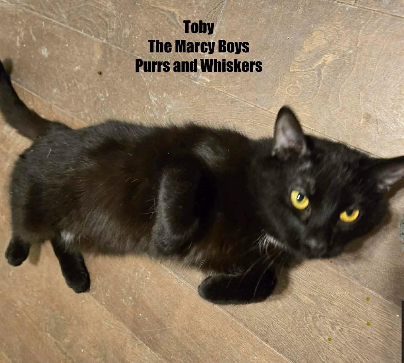 Enlarge Toby, a ADOPTABLE Domestic Short Hair in New Hartford, NY image 1/1