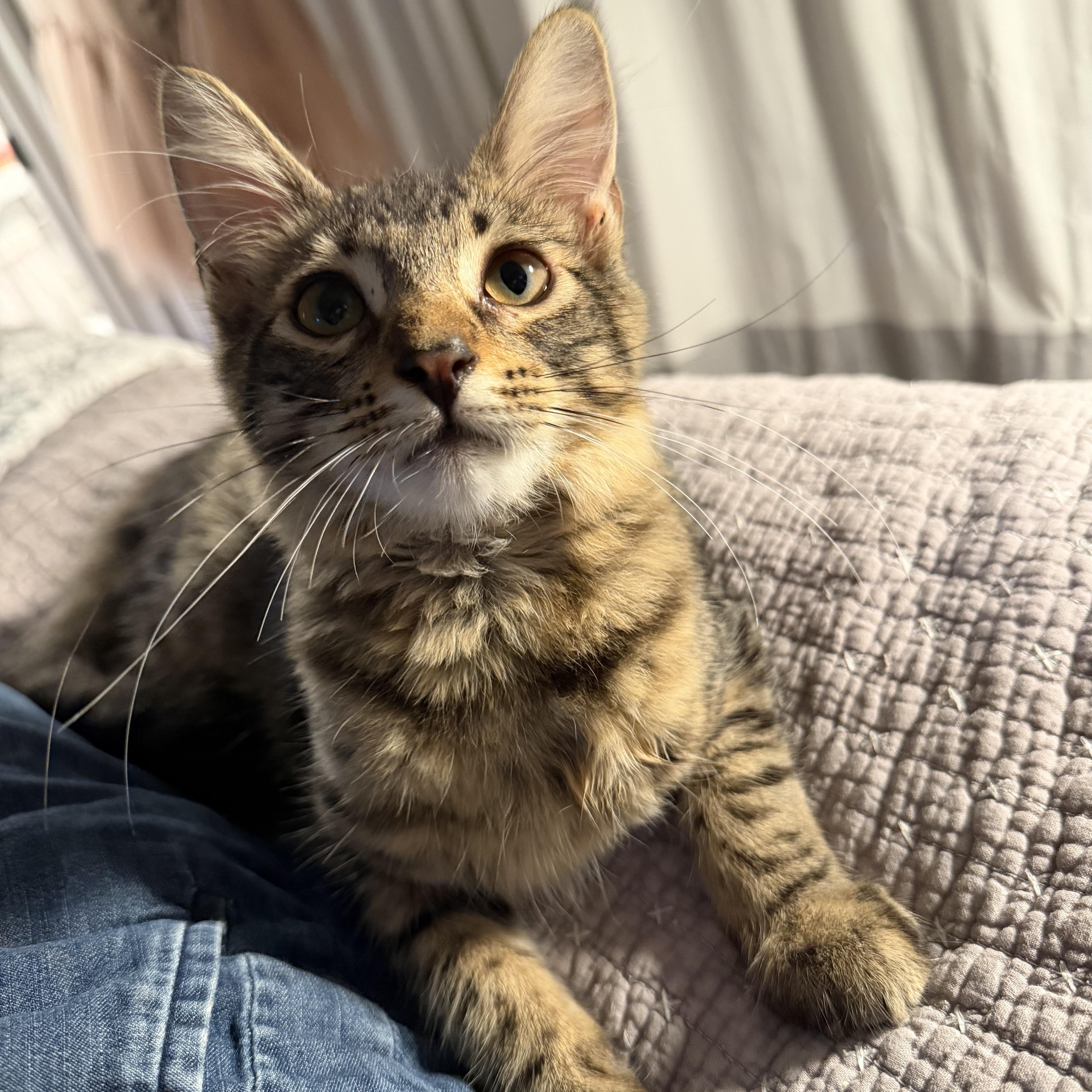 Enlarge Pica (Bobbi), a Adoptable mixed breed in Santa Monica, CA image 3/5