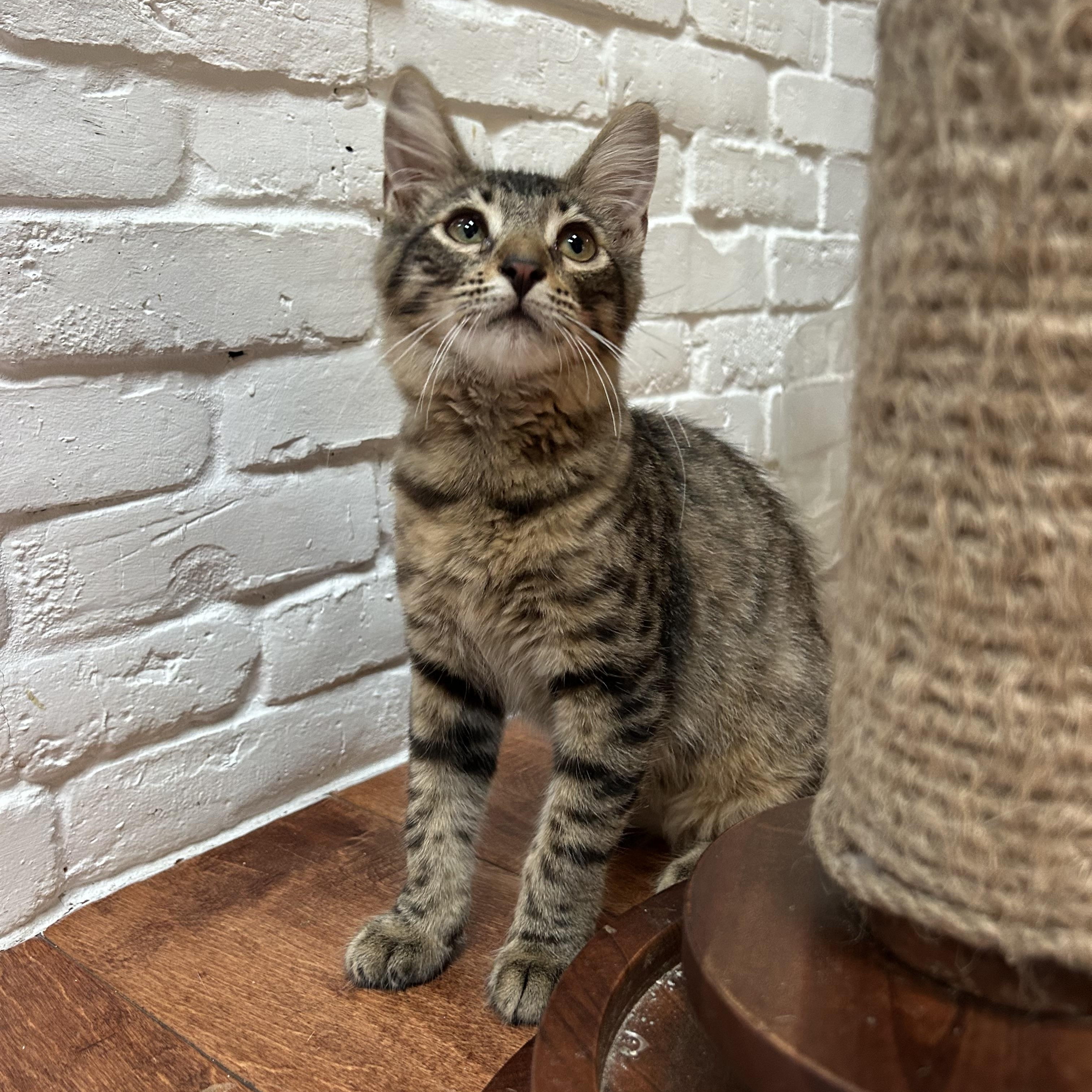 Pica (Bobbi), Adoptable, Young Female Domestic Medium Hair & Tabby.