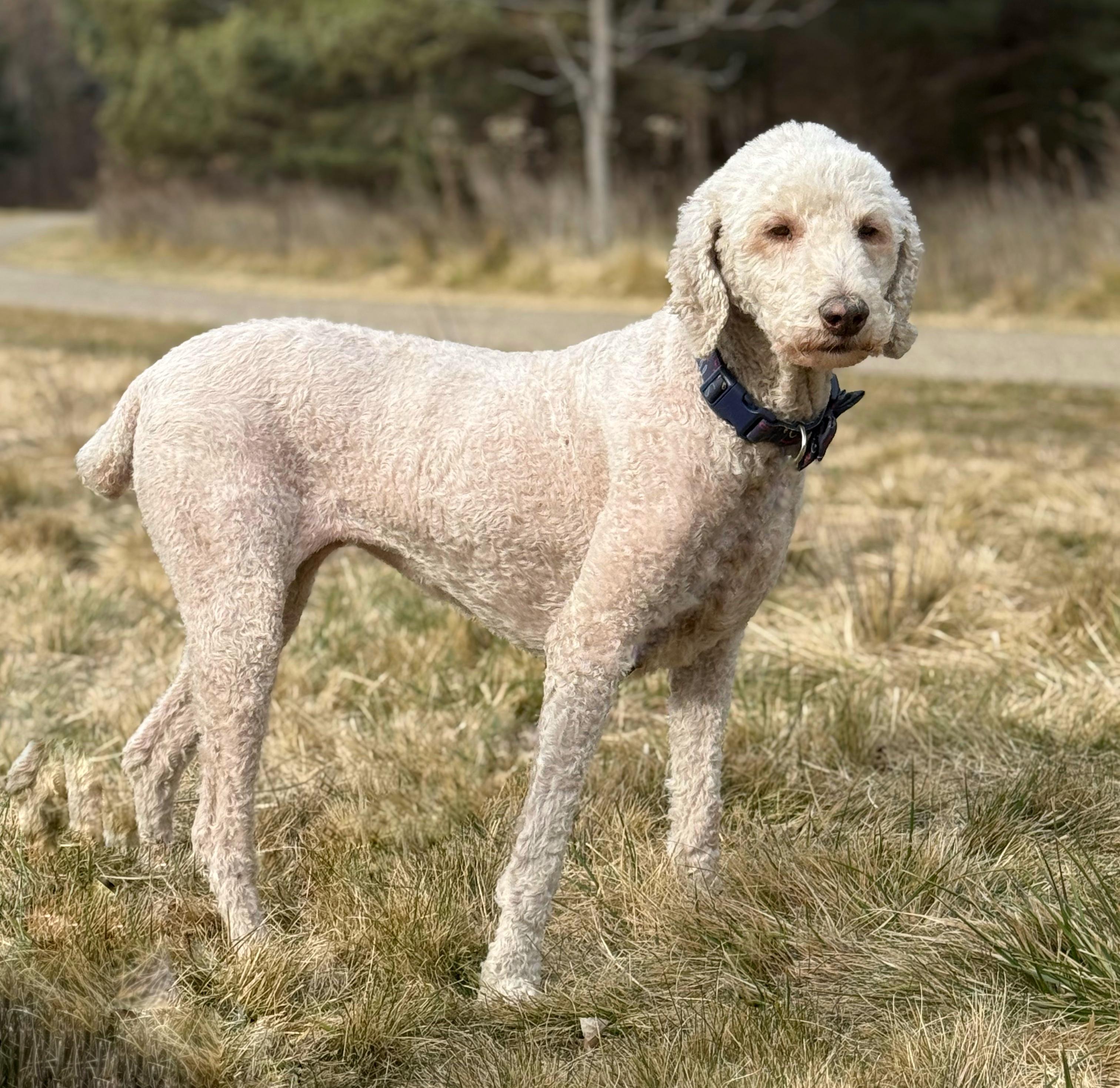 Daphne, Adopted, Adult Female Standard Poodle.