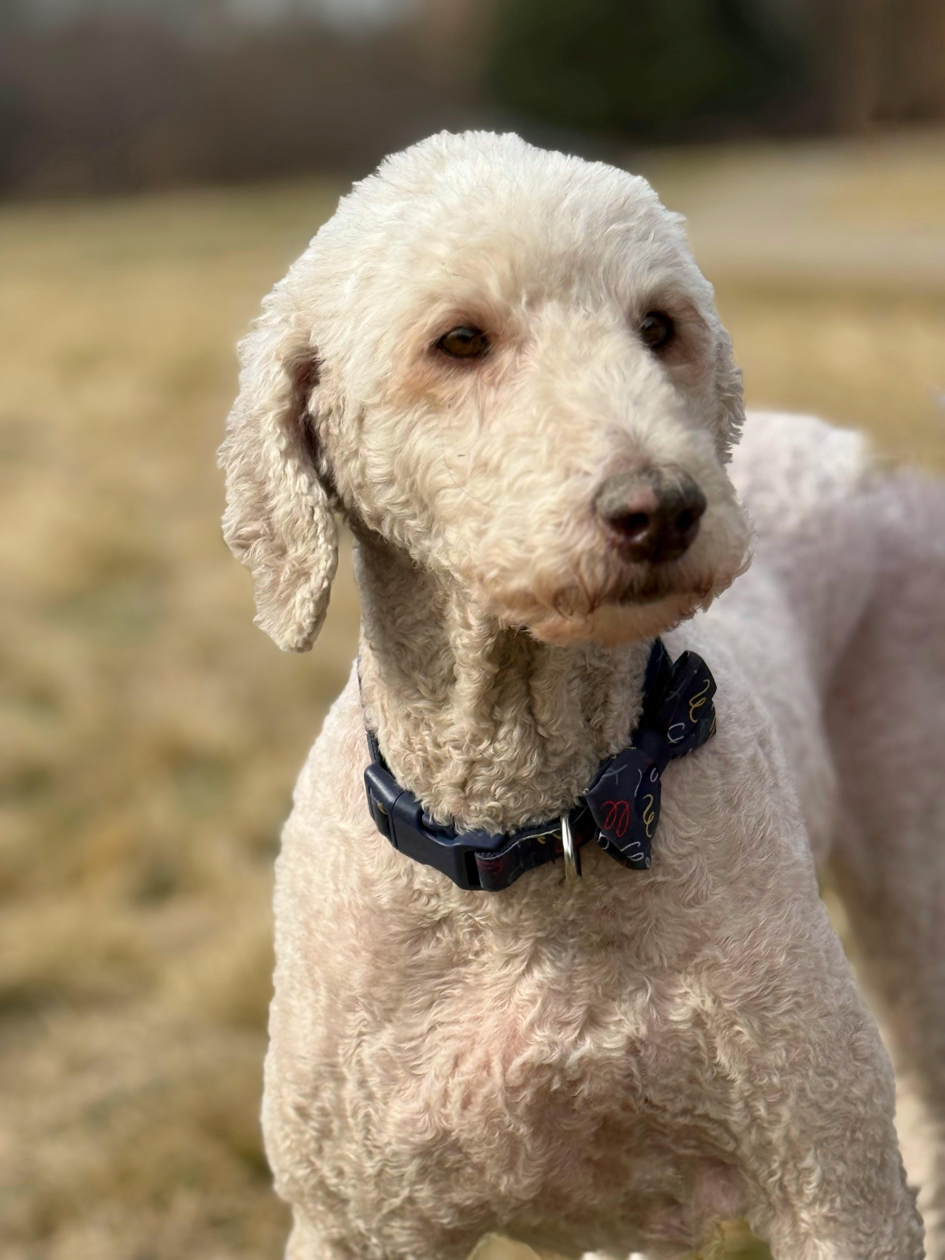 Enlarge Daphne, a Adopted Standard Poodle in Twin Falls, ID image 2/4