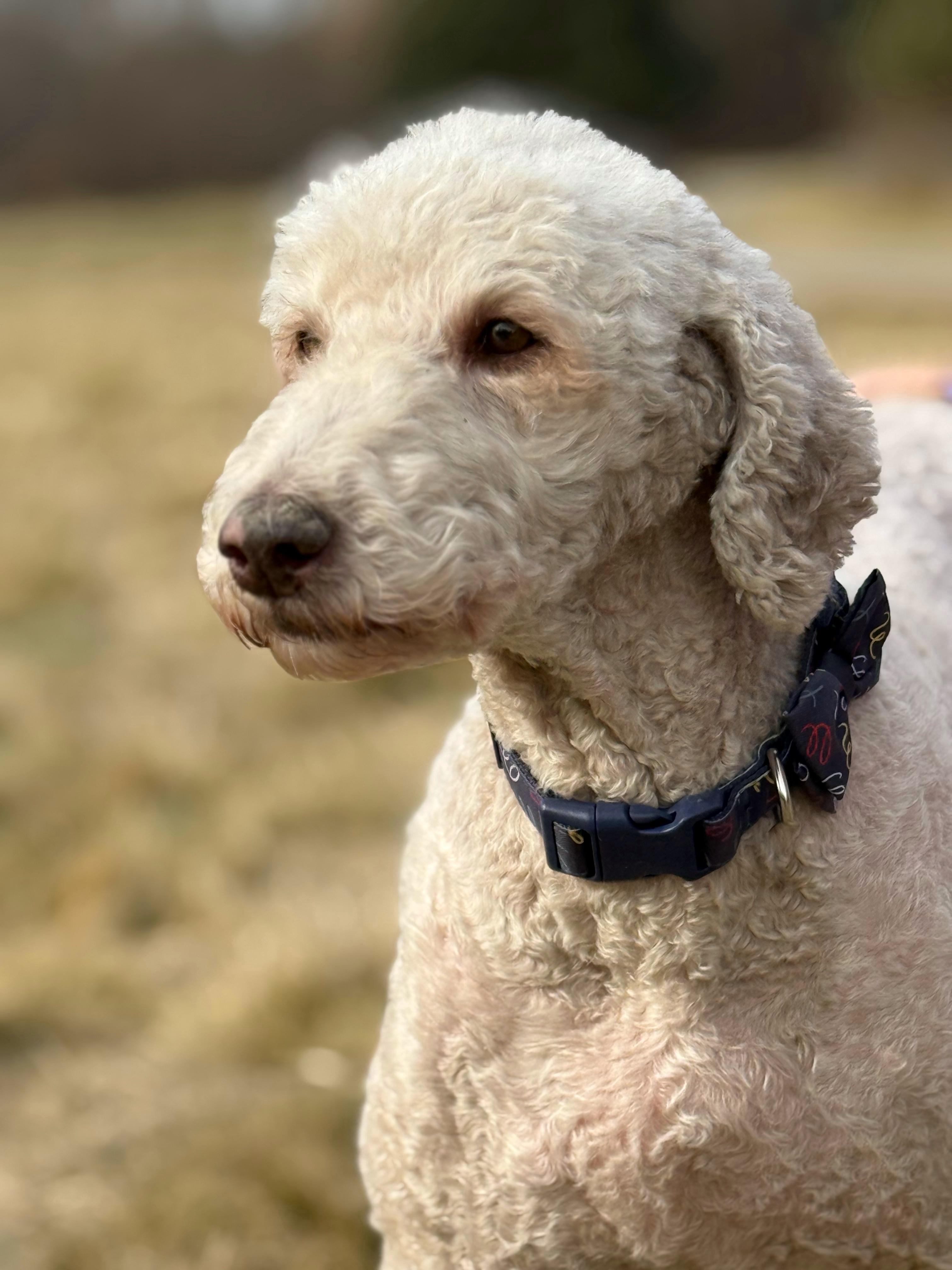 Enlarge Daphne, a Adopted Standard Poodle in Twin Falls, ID image 4/4