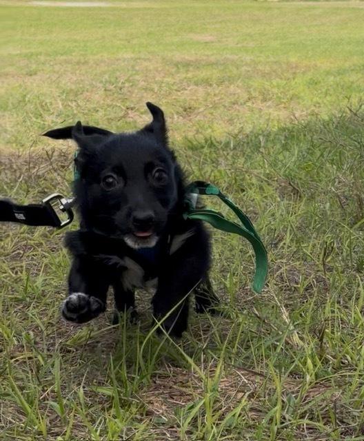 Stetson, Adoptable, Puppy Male Jack Russell Terrier & Border Collie.