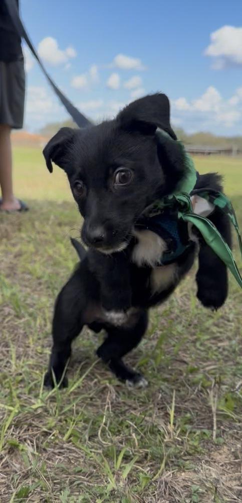 Enlarge Stetson, a Adoptable mixed breed in Orlando, FL image 2/6