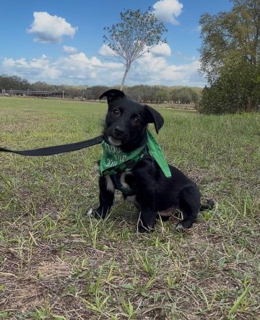 Enlarge Stetson, a Adoptable mixed breed in Orlando, FL image 3/6