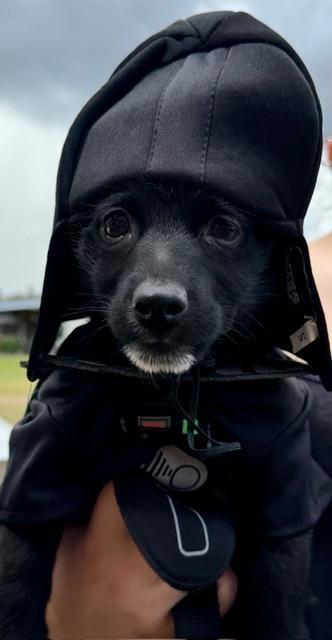 Enlarge Stetson, a Adoptable mixed breed in Orlando, FL image 4/6