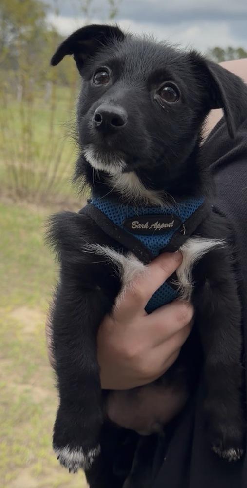 Enlarge Stetson, a Adoptable mixed breed in Orlando, FL image 5/6
