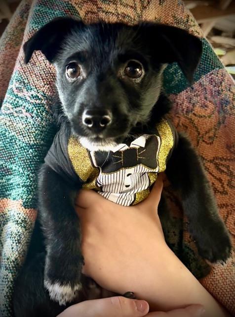 Enlarge Stetson, a Adoptable mixed breed in Orlando, FL image 6/6