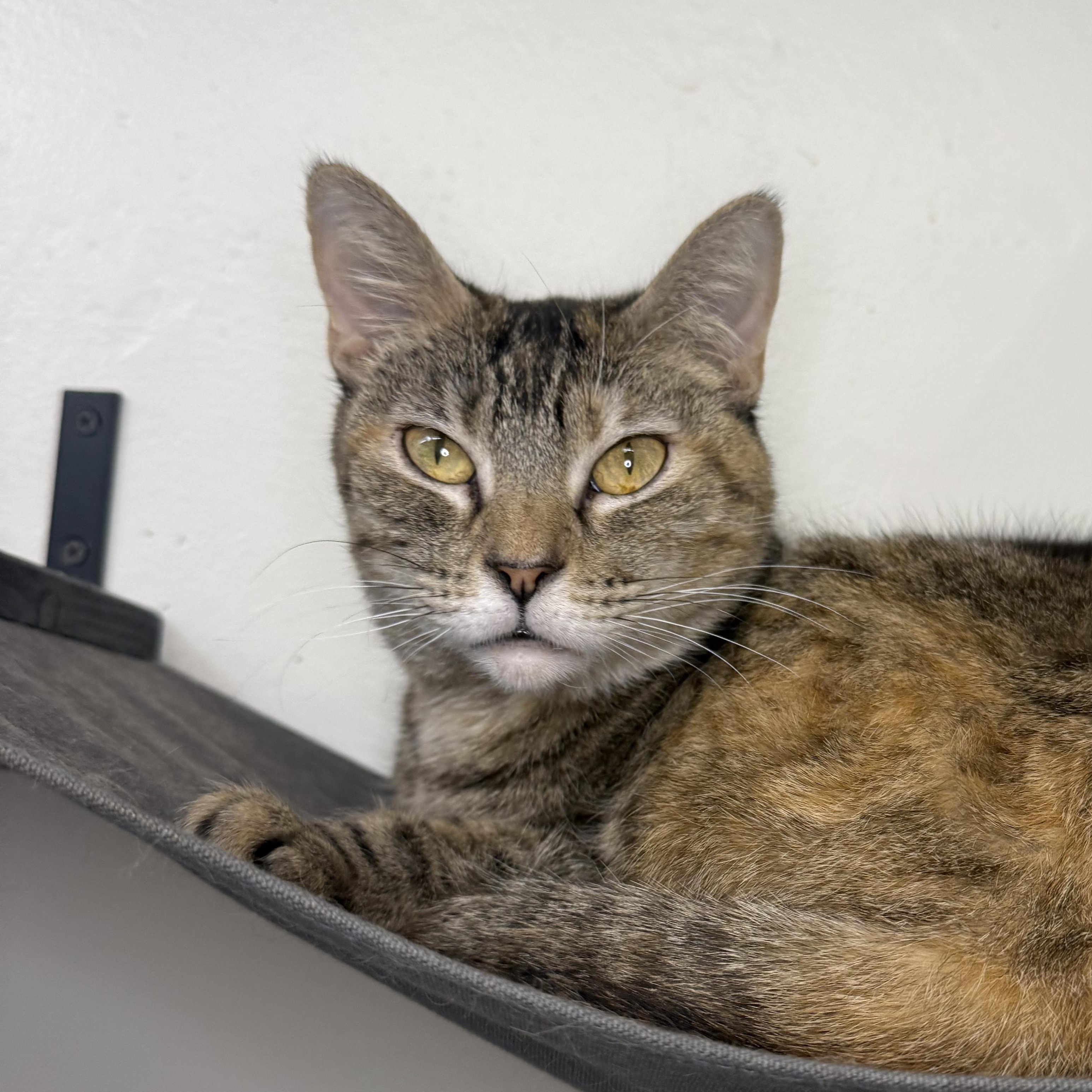 Tango, a ADOPTABLE Domestic Short Hair in Santa Monica, CA image 3/3
