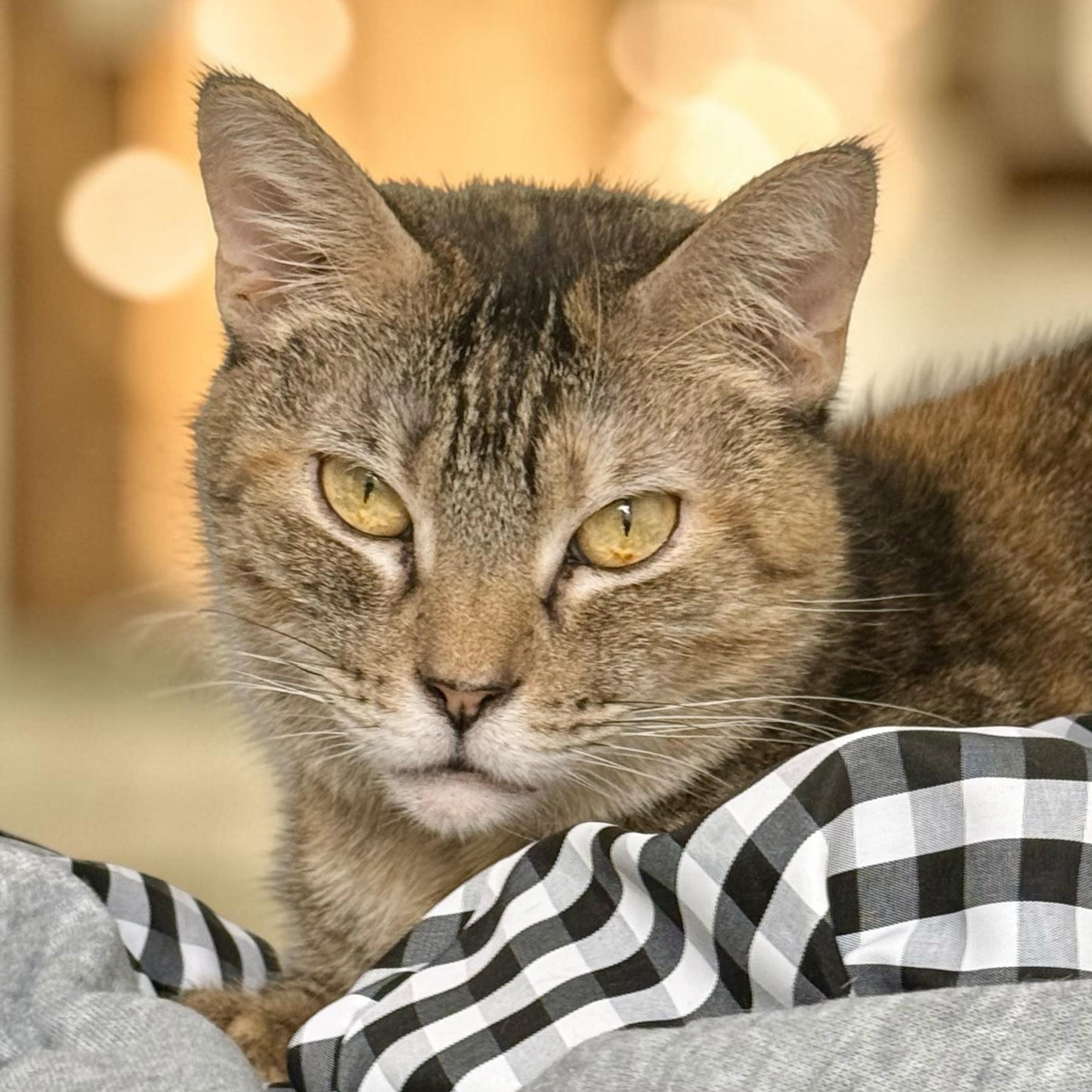 Tango, ADOPTABLE, Adult Female Domestic Short Hair.