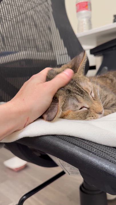 Enlarge Tango, a ADOPTABLE Domestic Short Hair in Santa Monica, CA video 2/3