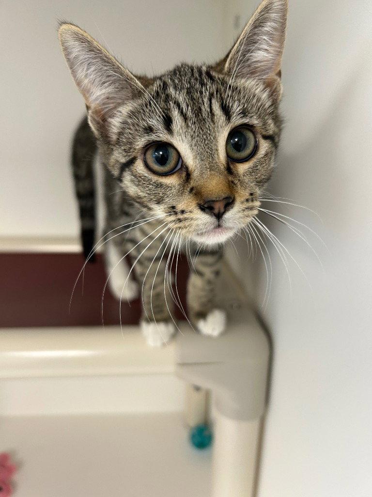 Enlarge 26-347 Tabbie, a Adoptable Domestic Short Hair in Tarboro, NC image 1/1