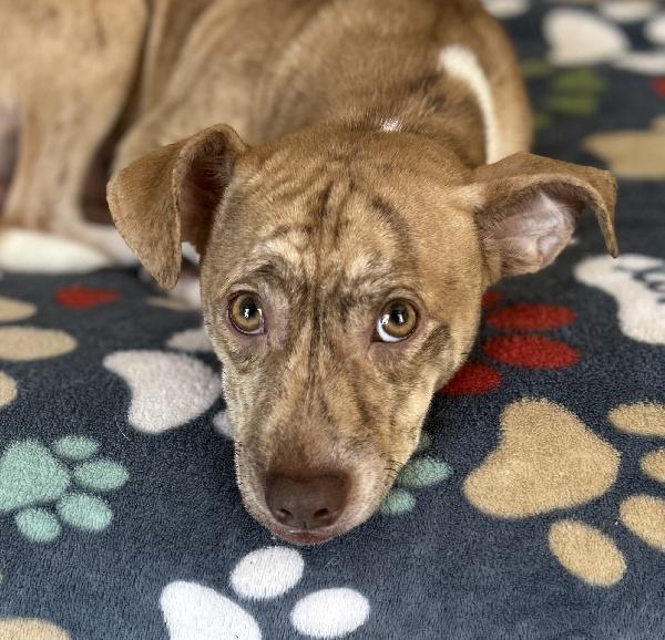 Chuck, ADOPTABLE, Young Male Chihuahua & Terrier.