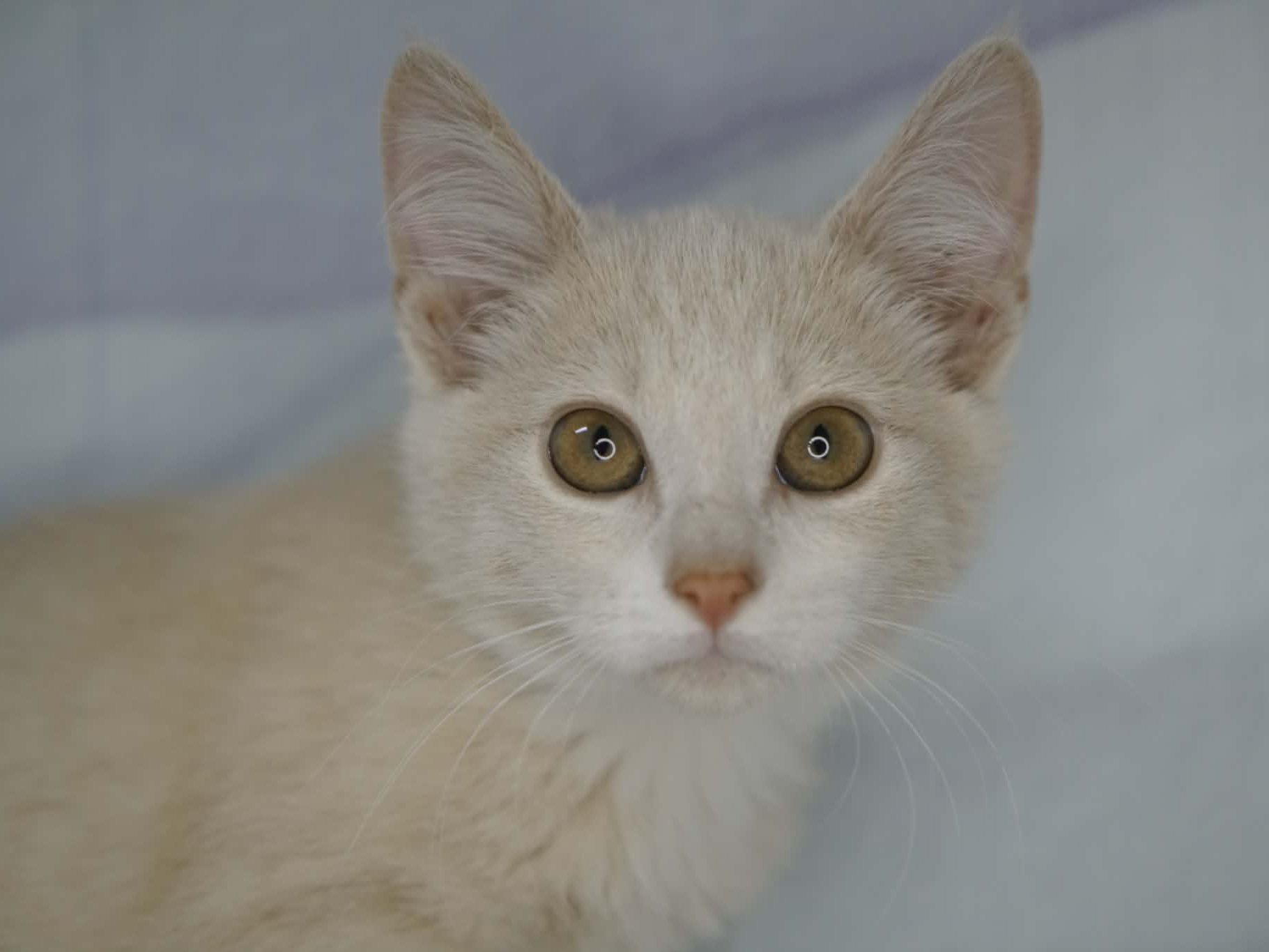 Enlarge Specs, a Adopted mixed breed in Monroe, WA image 1/6