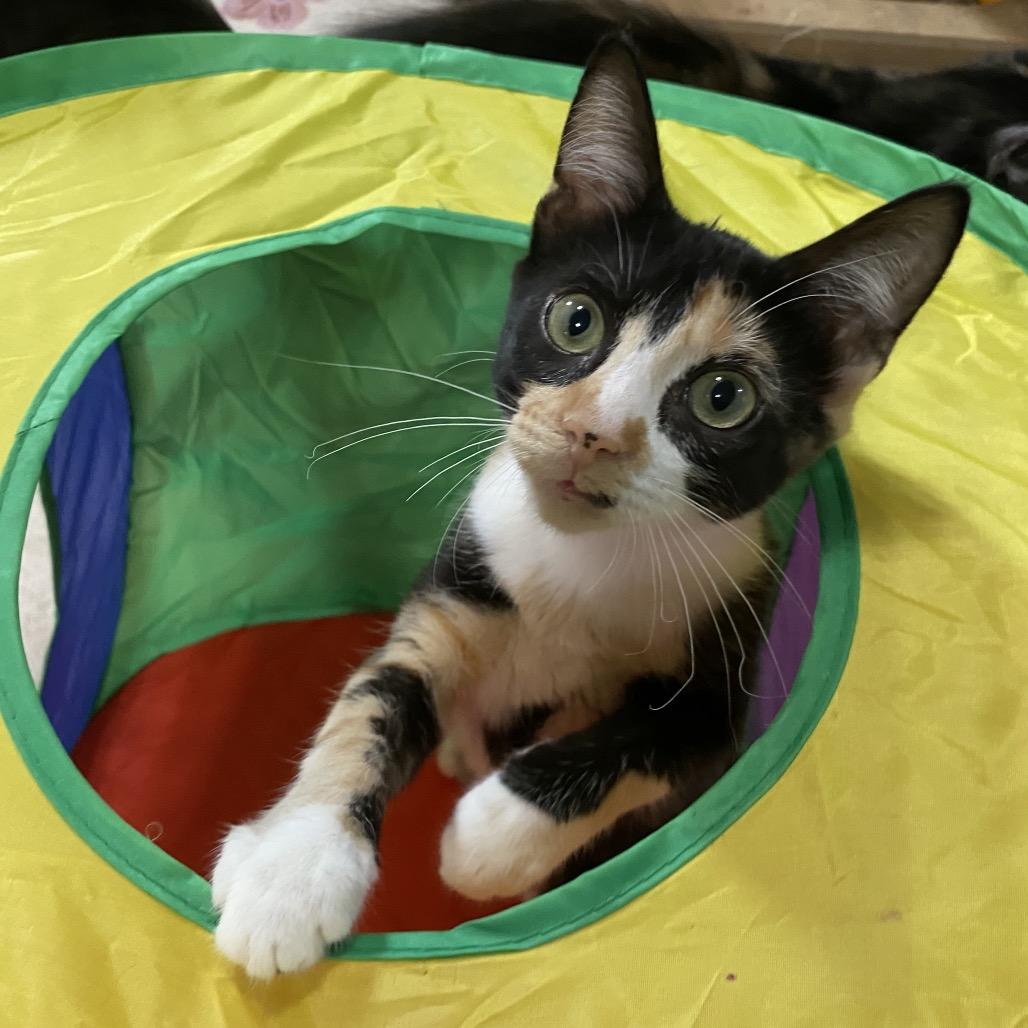 Scarlet Leigh, Adoptable, Kitten Female Domestic Short Hair.