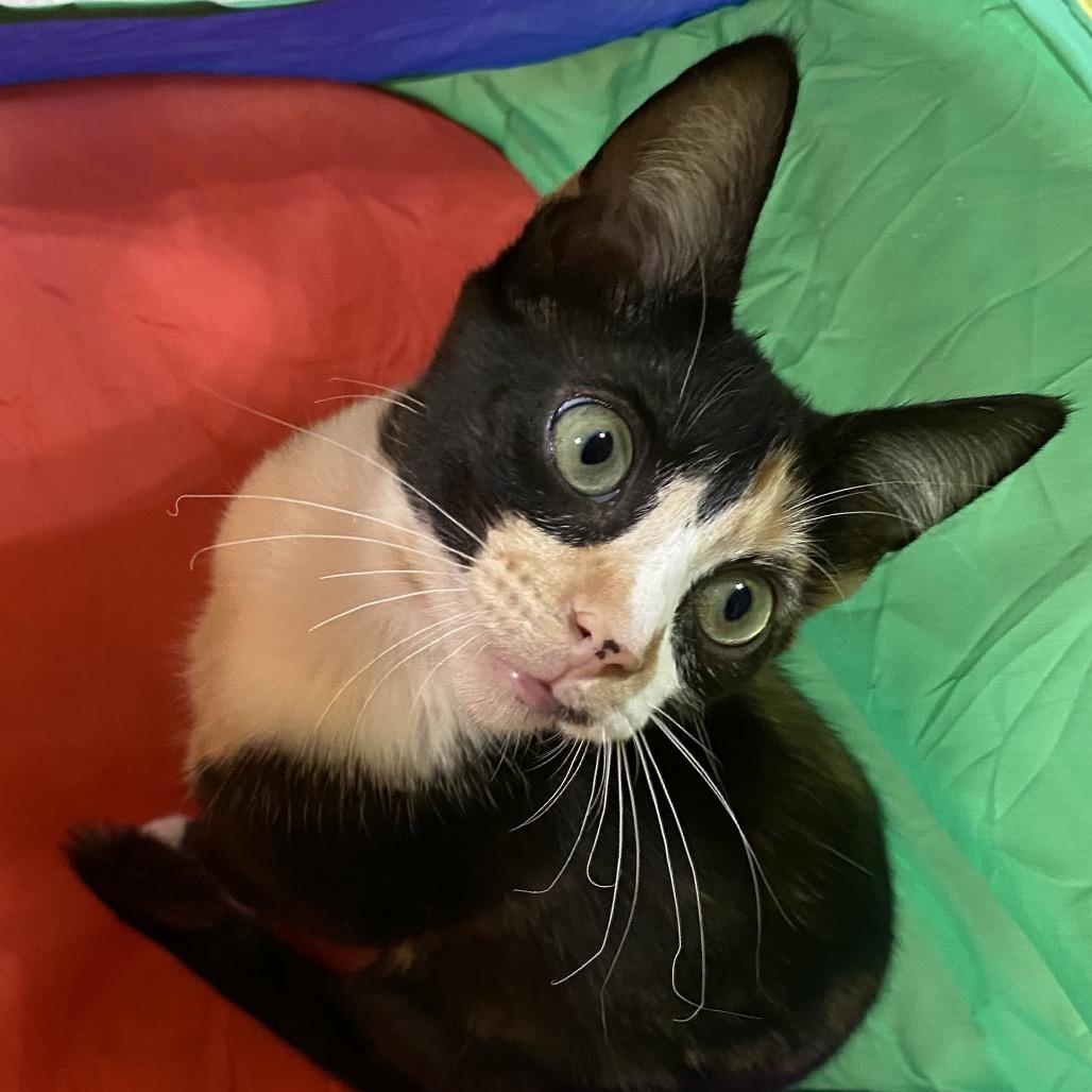 Enlarge Scarlet Leigh, a Adoptable Domestic Short Hair in Denison, TX image 2/4