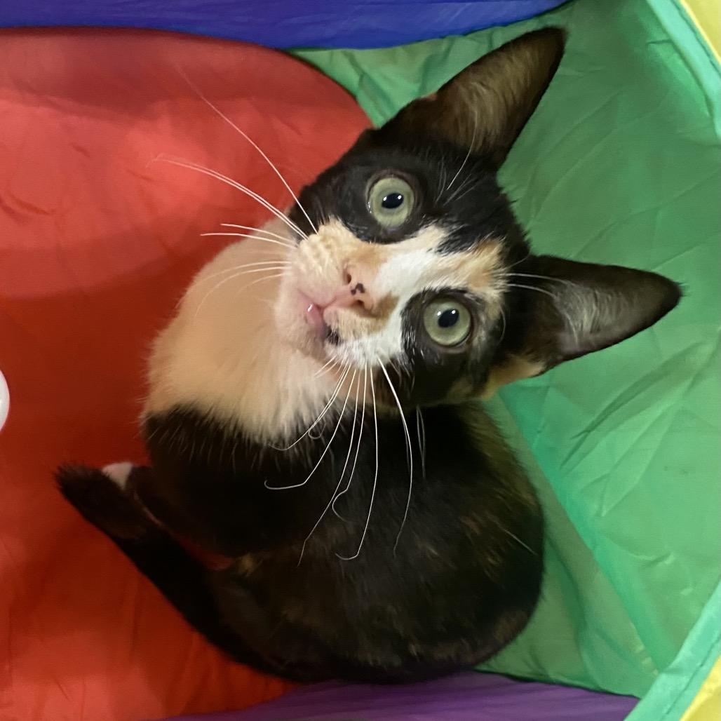 Enlarge Scarlet Leigh, a Adoptable Domestic Short Hair in Denison, TX image 3/4
