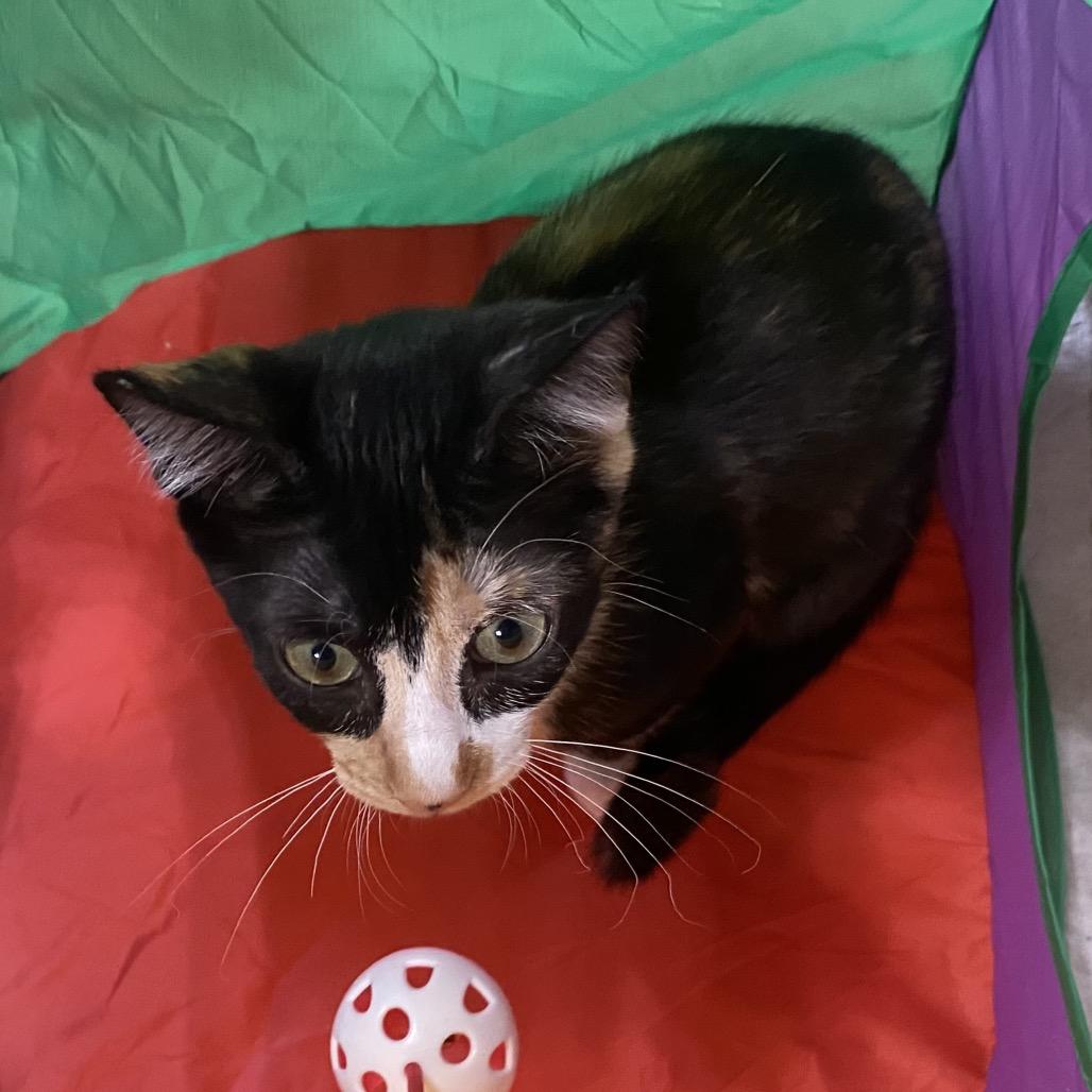 Enlarge Scarlet Leigh, a Adoptable Domestic Short Hair in Denison, TX image 4/4