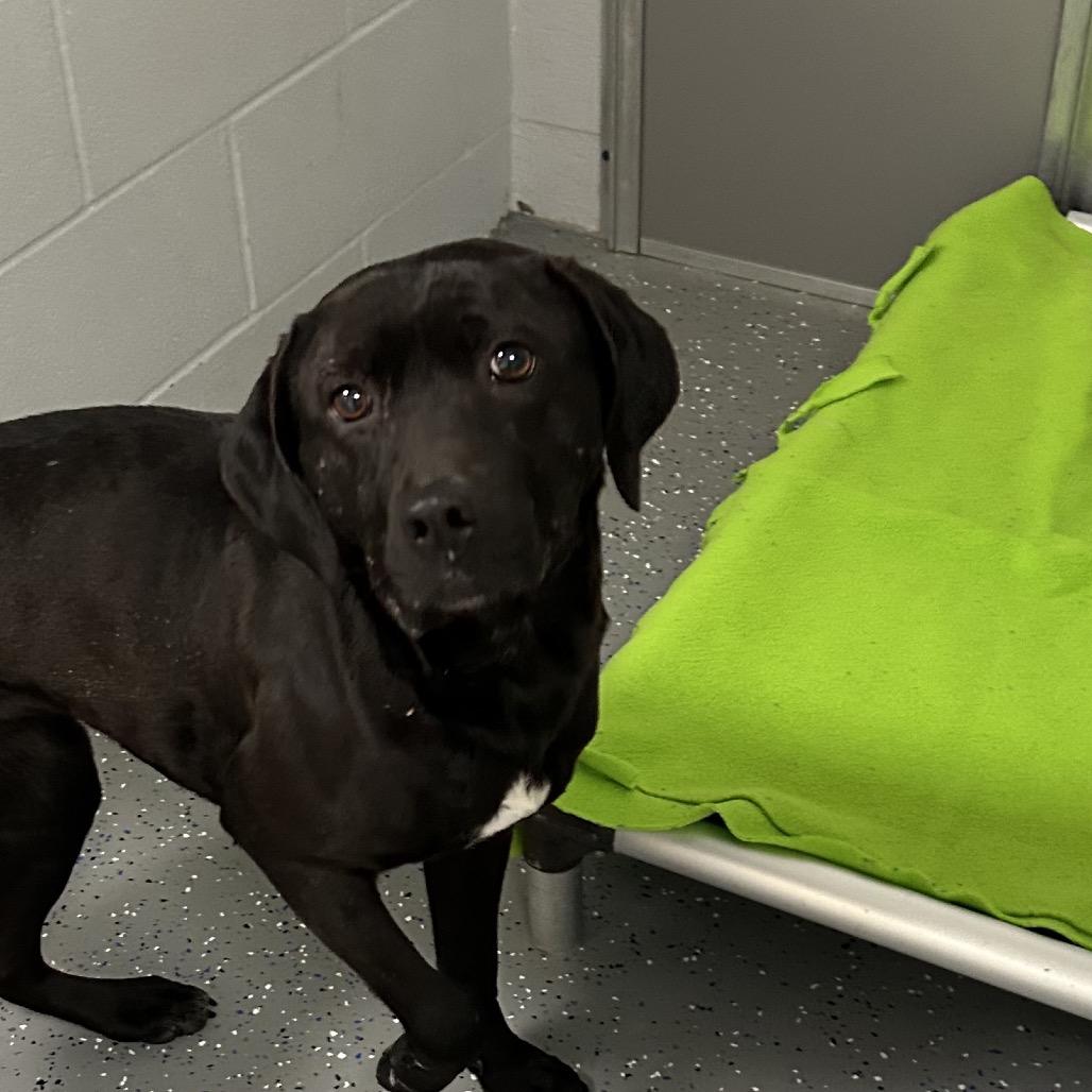 Enlarge Janet, a Adoptable Black Labrador Retriever in Danville, KY image 2/2