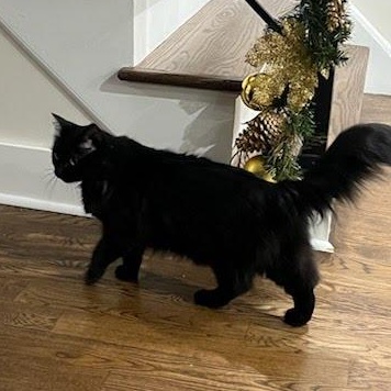 Keety Needs a New Home, a Adoptable Domestic Medium Hair in Clifton, NJ image 2/6