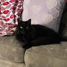 Keety Needs a New Home, a Adoptable Domestic Medium Hair in Clifton, NJ image 3/6