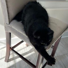 Keety Needs a New Home, a Adoptable Domestic Medium Hair in Clifton, NJ image 4/6