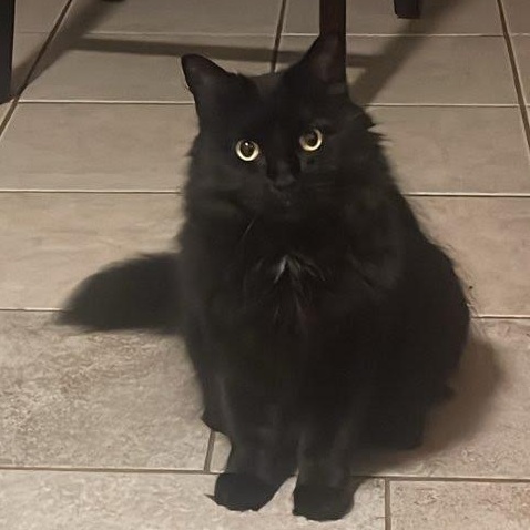 Keety Needs a New Home, Senior Female Domestic Medium Hair