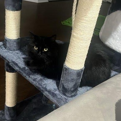 Keety Needs a New Home, a Adoptable Domestic Medium Hair in Clifton, NJ image 5/6