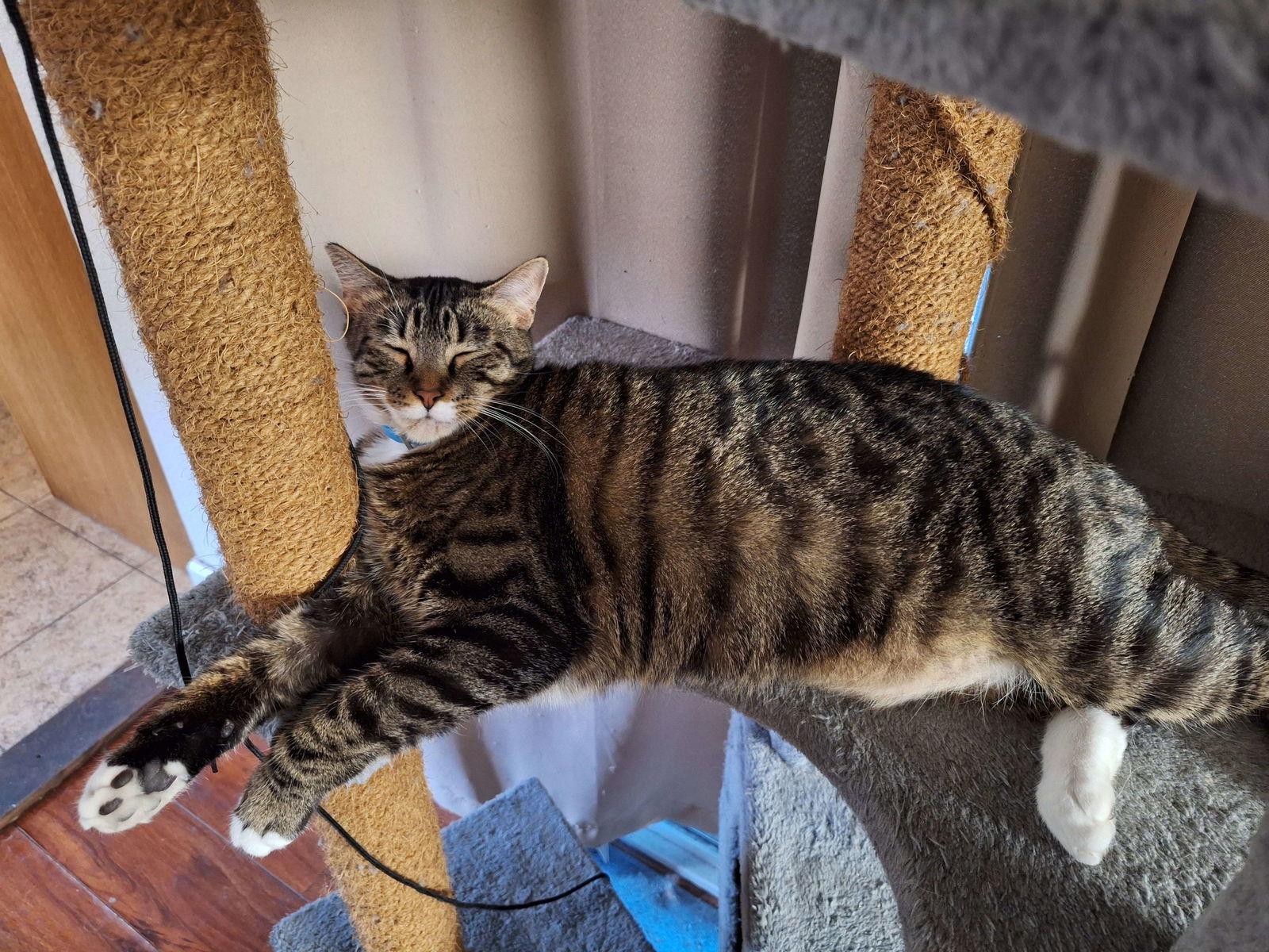 DAUNTLESS #1723- Offered by Owner - Young Male, Adoptable, Adult Male Tabby & Domestic Short Hair.