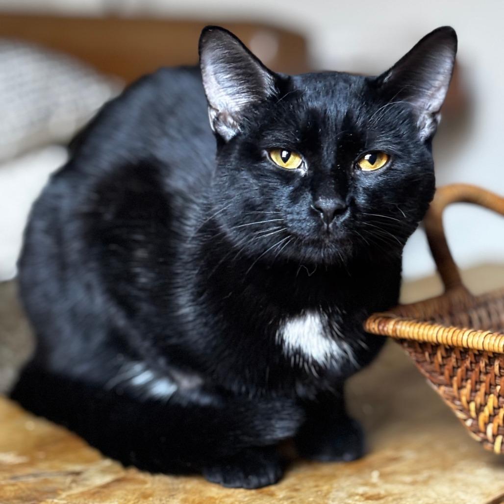 Enlarge Watson, an adopted Domestic Short Hair in Evanston, IL image 1/1